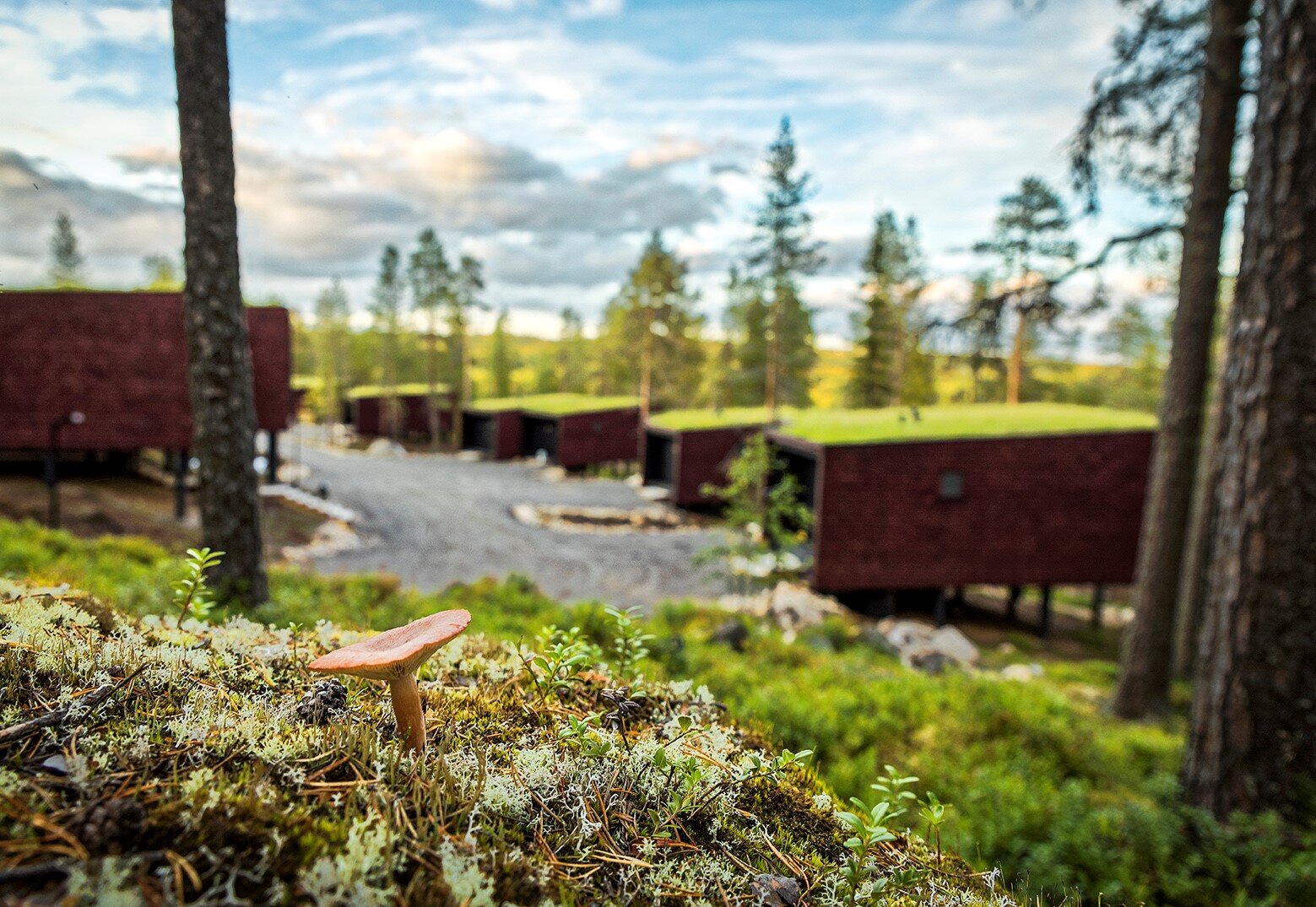Finnish Lapland | Arctic Treehouse Hotel