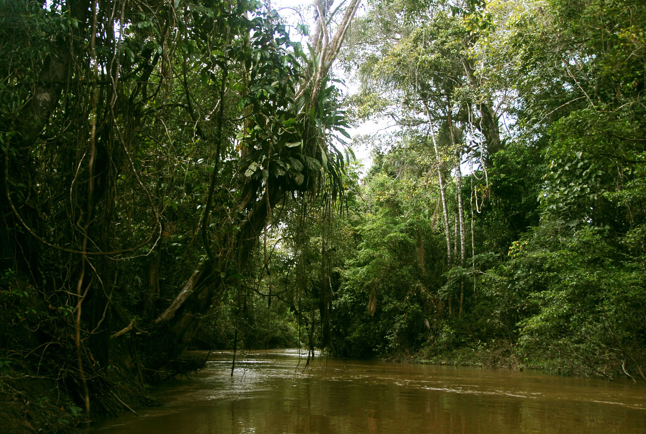 Colombia Hotels | Calanoa Jungle Lodge