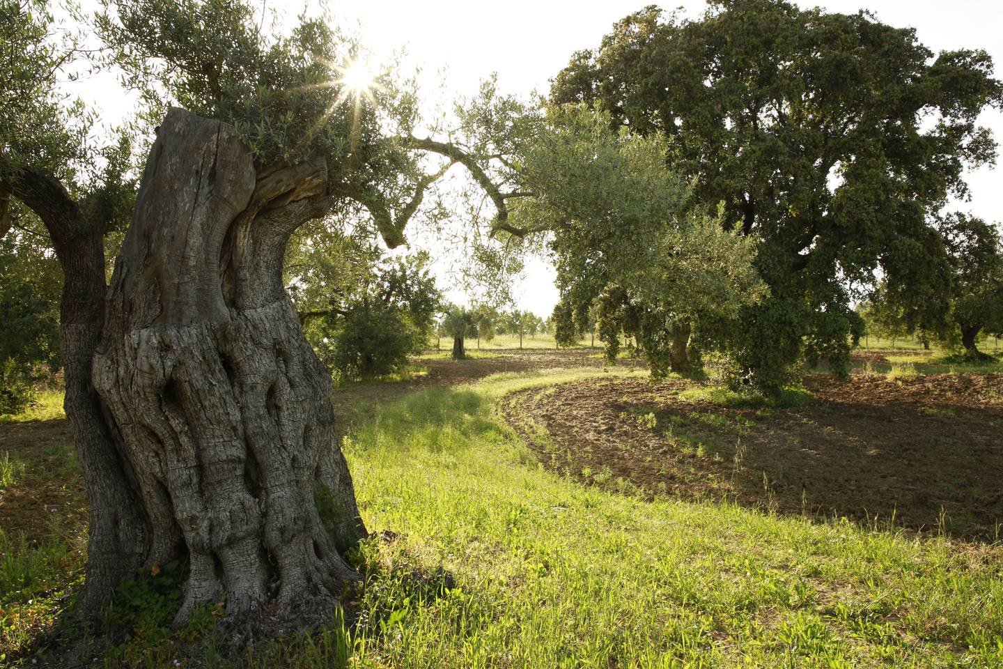 gardens-fazenda-nova-tavira 2.jpeg