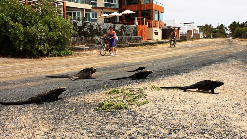 Galapagos Hotels | Iguana Crossing Boutique Hotel