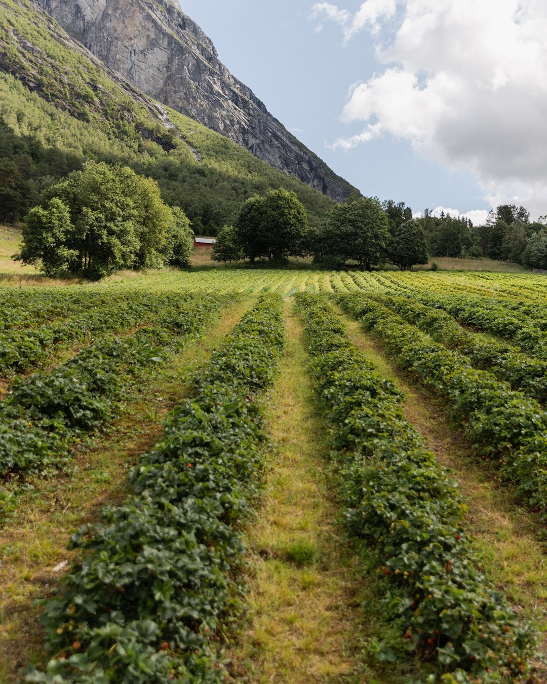 Norway Hotels | Juvet Landscape Hotel