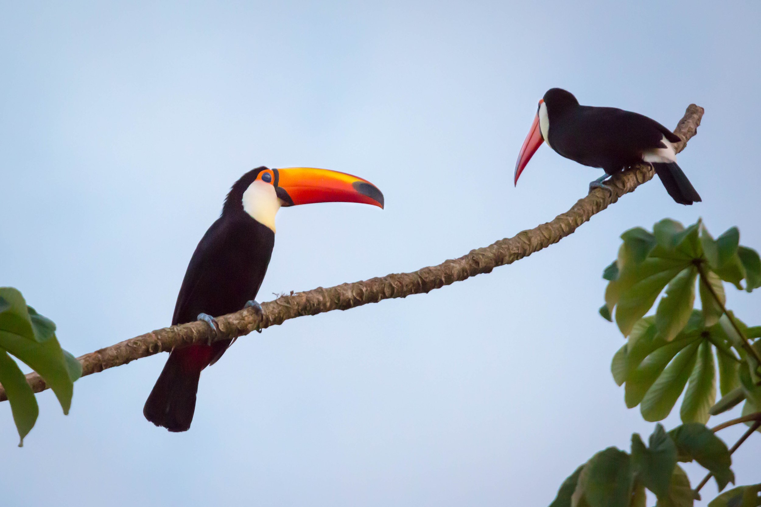 Iguazu Falls | Hotel Awasi Iguazu 