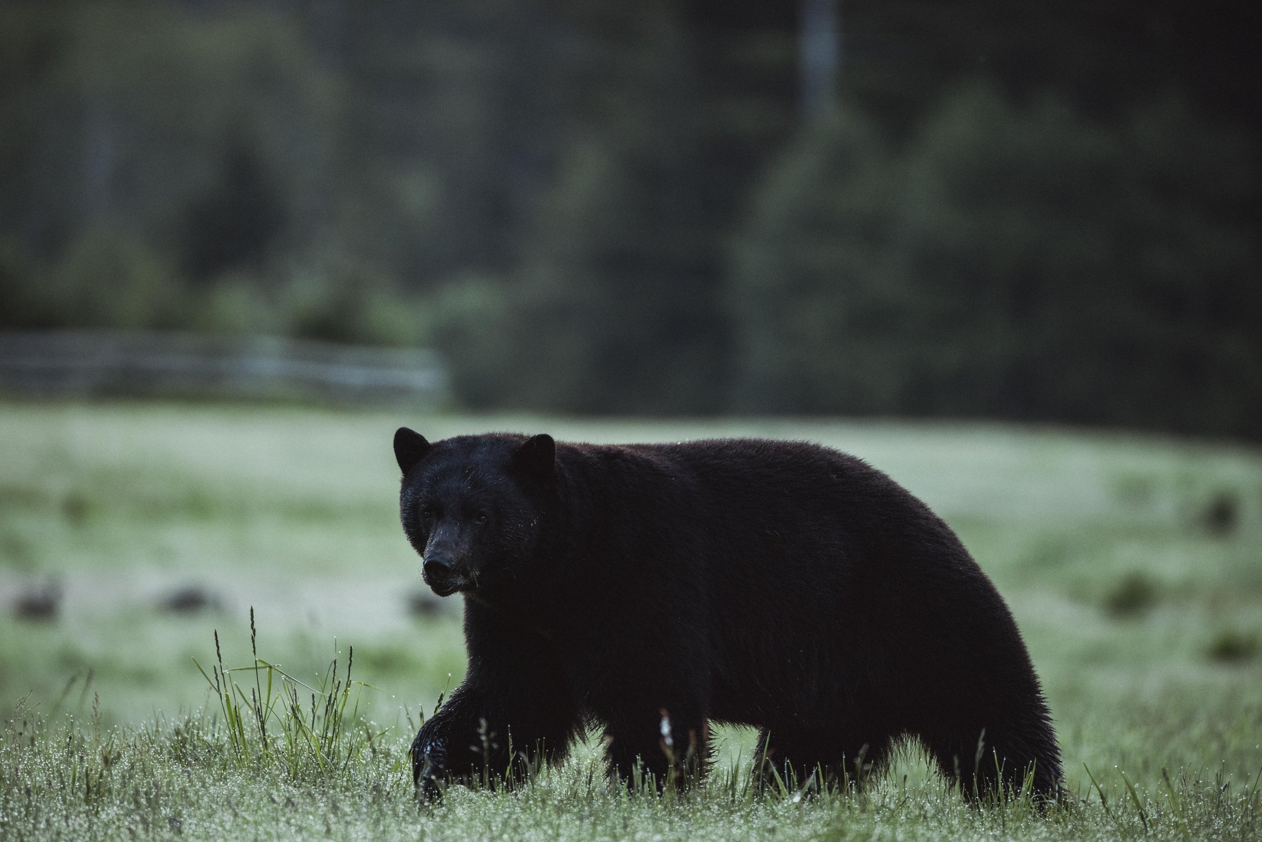 Clayoquot Wilderness Resort | Canada