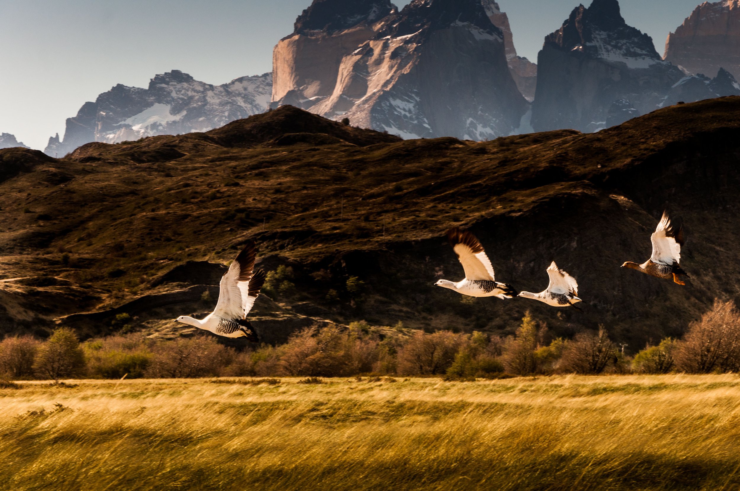 Awasi Patagonia - Landscape - Torres del Paines National Park.jpg