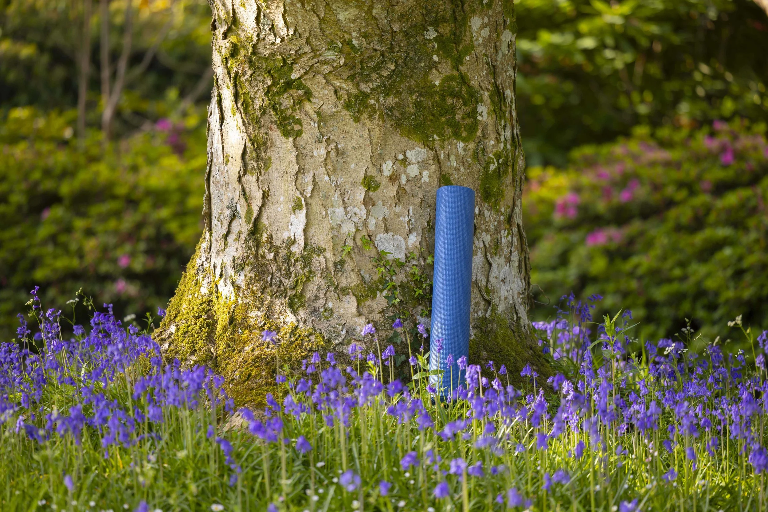 Mount Congreve Gardens | Garden Hotels | Ireland Hotels | Nature Hotels | Landscape Hotels | Waterford hotels | Mount Congreve Gardens and Country Estate