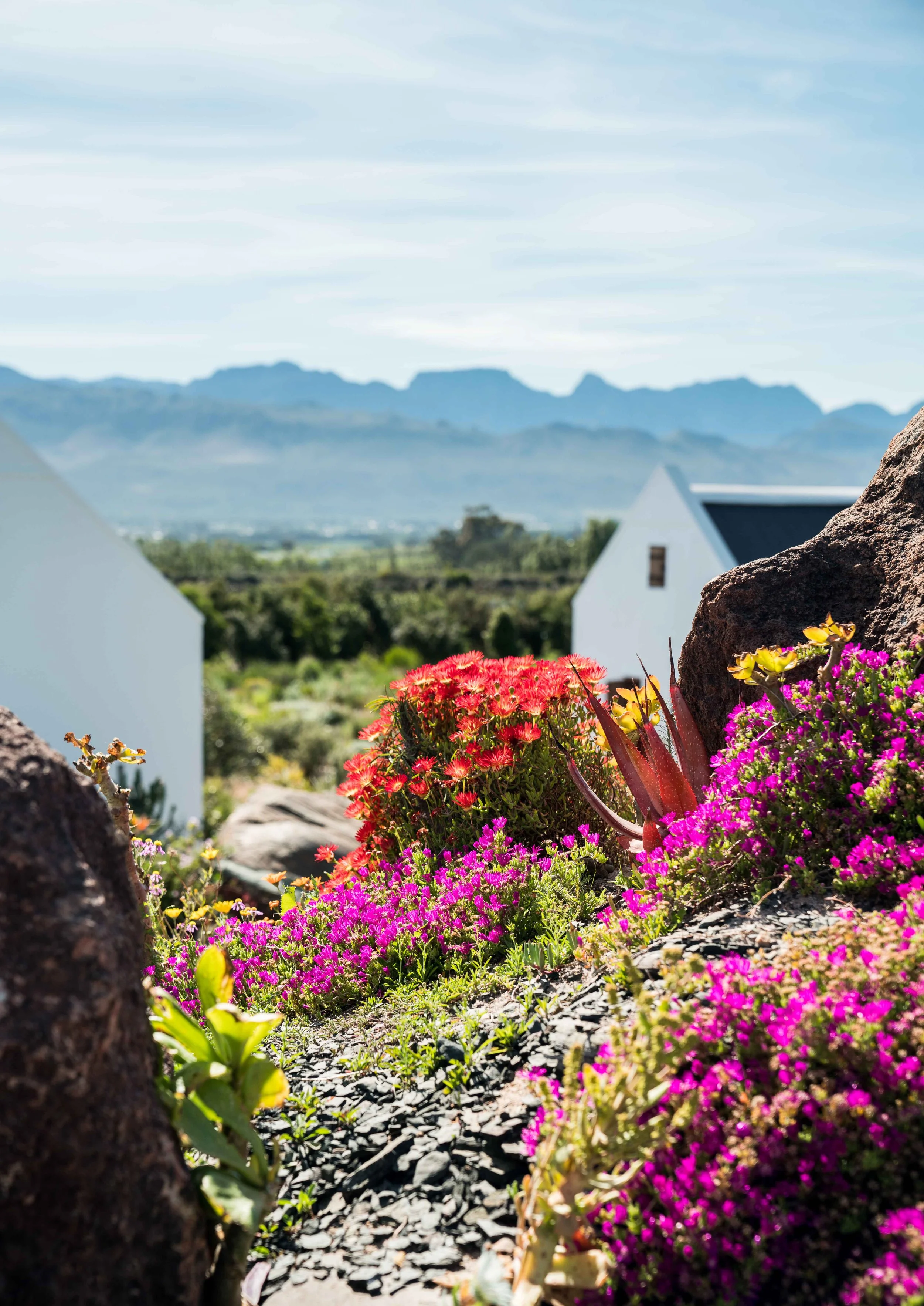 South Africa Hotel | Wine Hotel | Farm to table Hotel | Landscape Hotel | Babel Restaurant | Nature Hotel | eco hotel | Babylonstoren