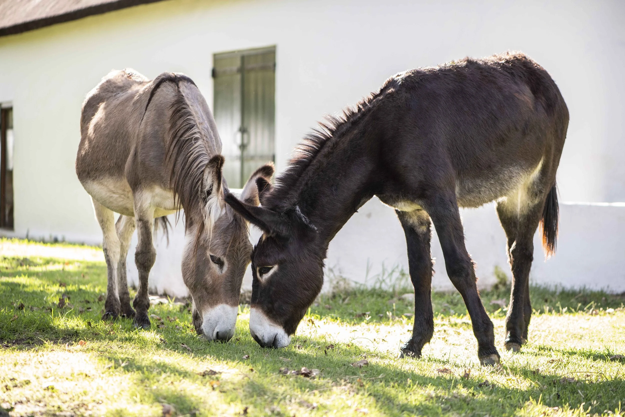 South Africa Hotel | Wine Hotel | Farm to table Hotel | Landscape Hotel | Babel Restaurant | Nature Hotel | eco hotel | Babylonstoren