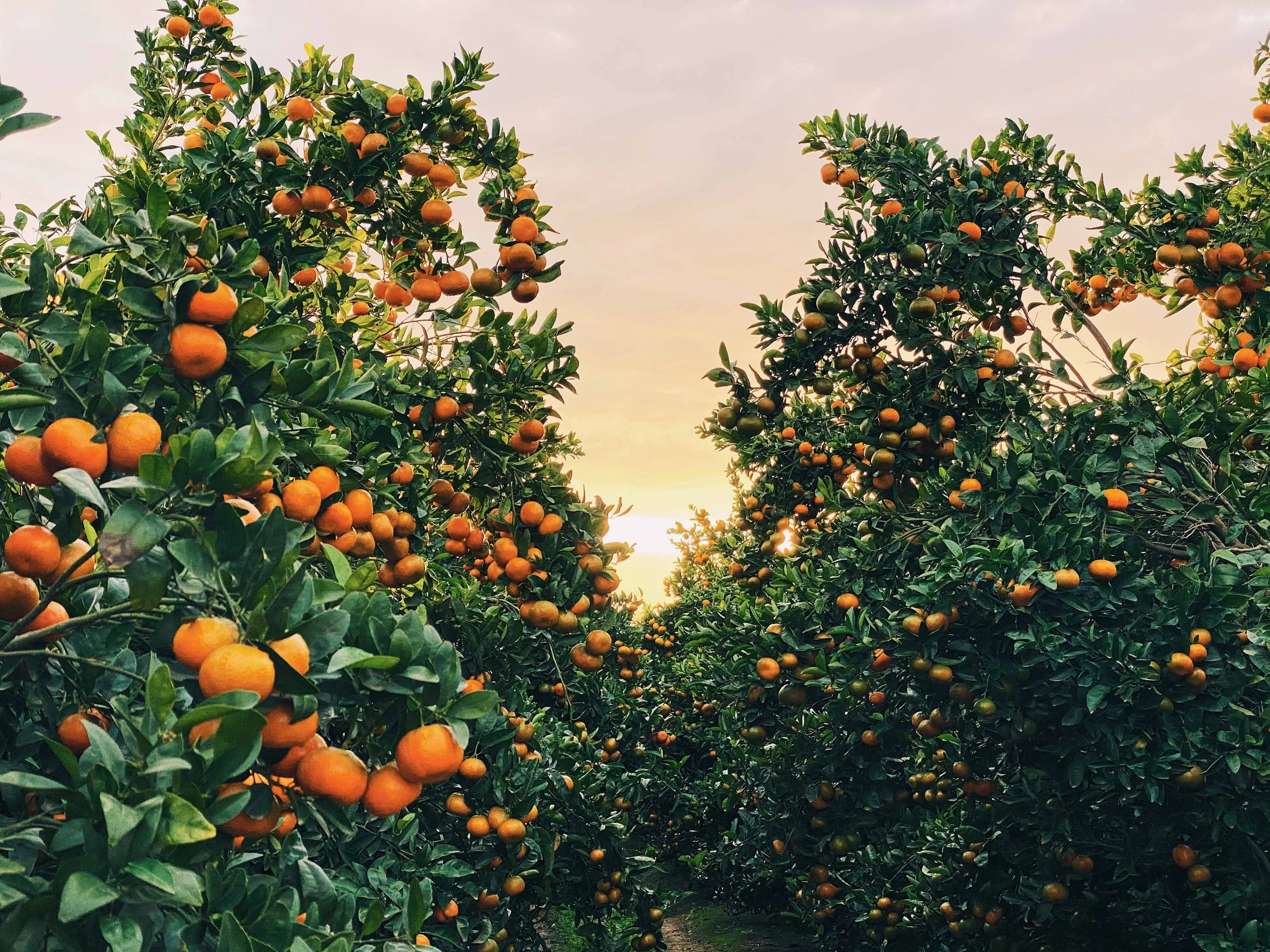 South Africa Hotel | Wine Hotel | Farm to table Hotel | Landscape Hotel | Babel Restaurant | Nature Hotel | eco hotel | Babylonstoren