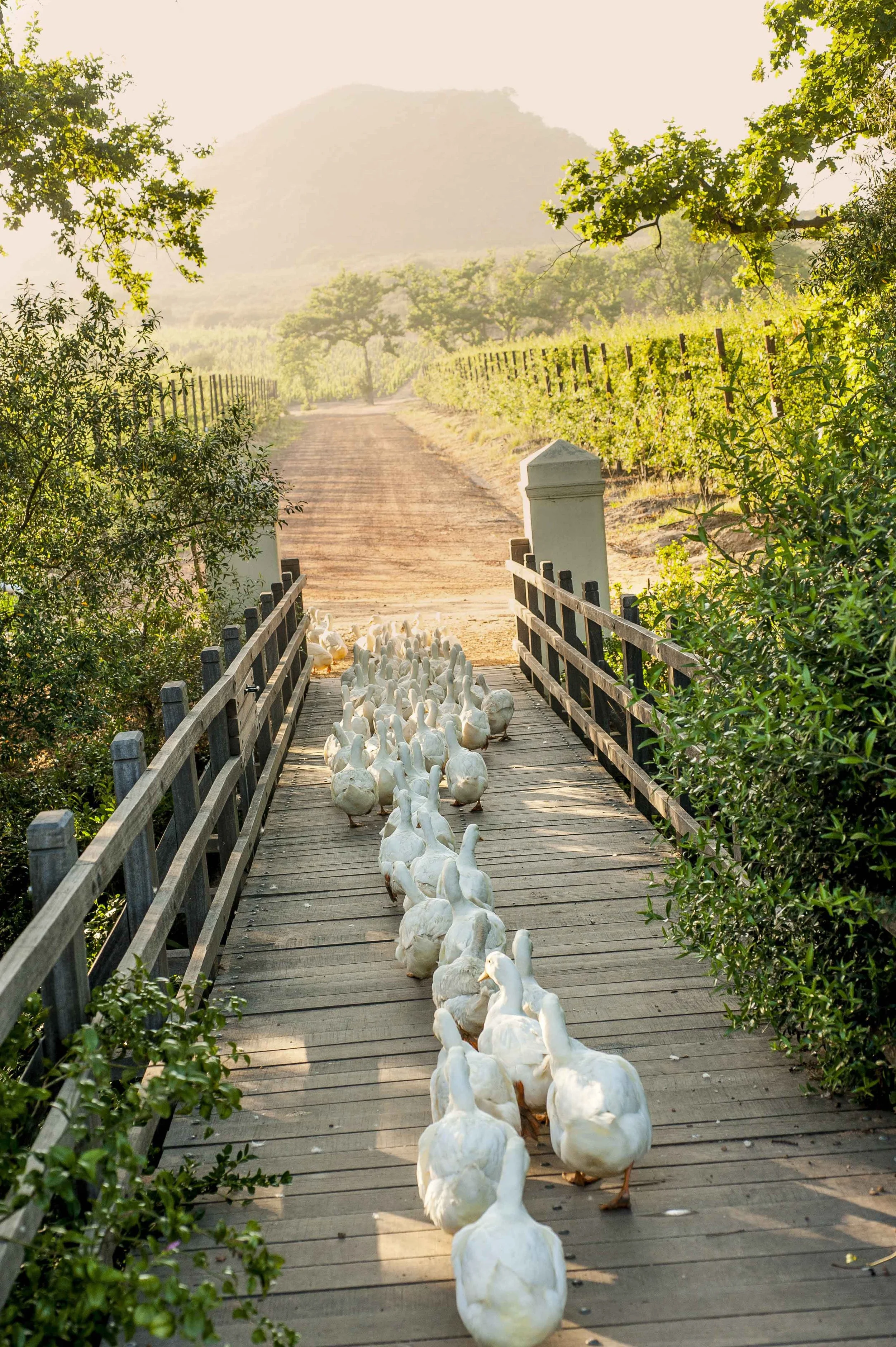 South Africa Hotel | Wine Hotel | Farm to table Hotel | Landscape Hotel | Babel Restaurant | Nature Hotel | eco hotel | Babylonstoren