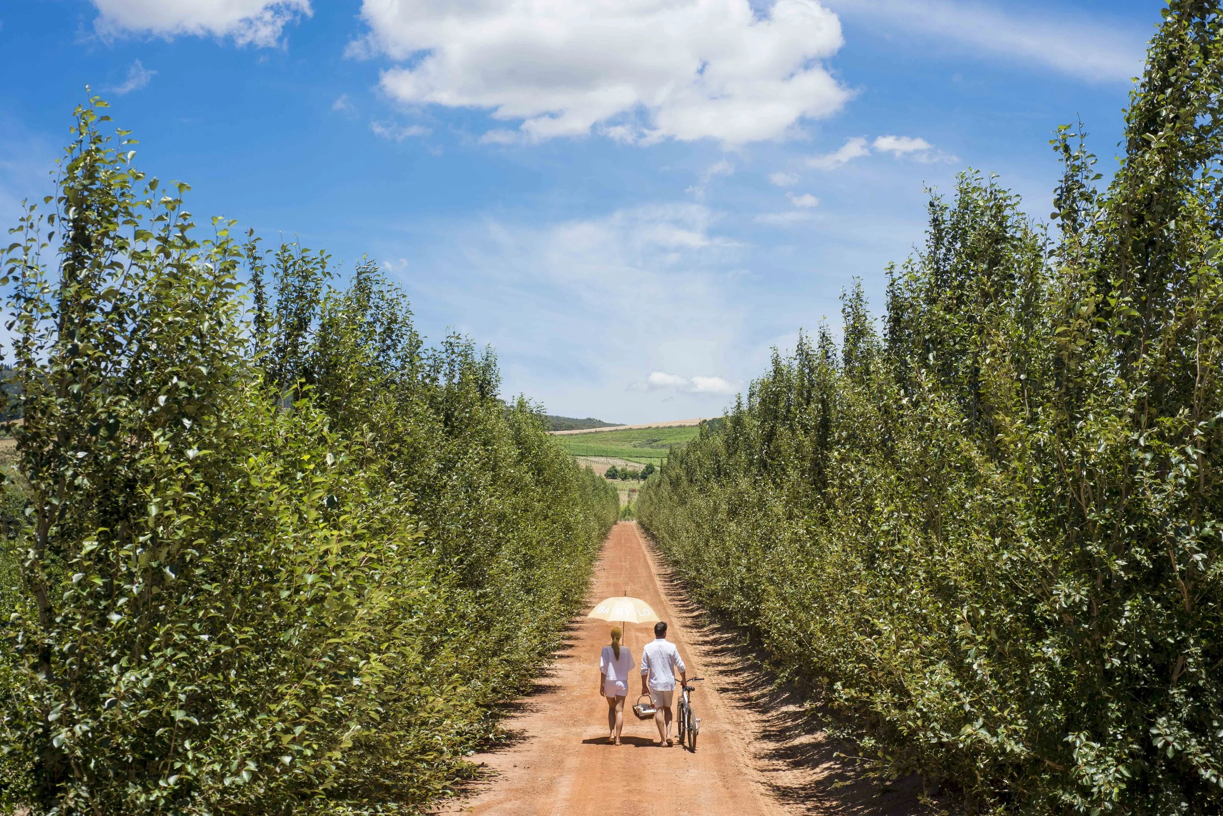 South Africa Hotel | Wine Hotel | Farm to table Hotel | Landscape Hotel | Babel Restaurant | Nature Hotel | eco hotel | Babylonstoren
