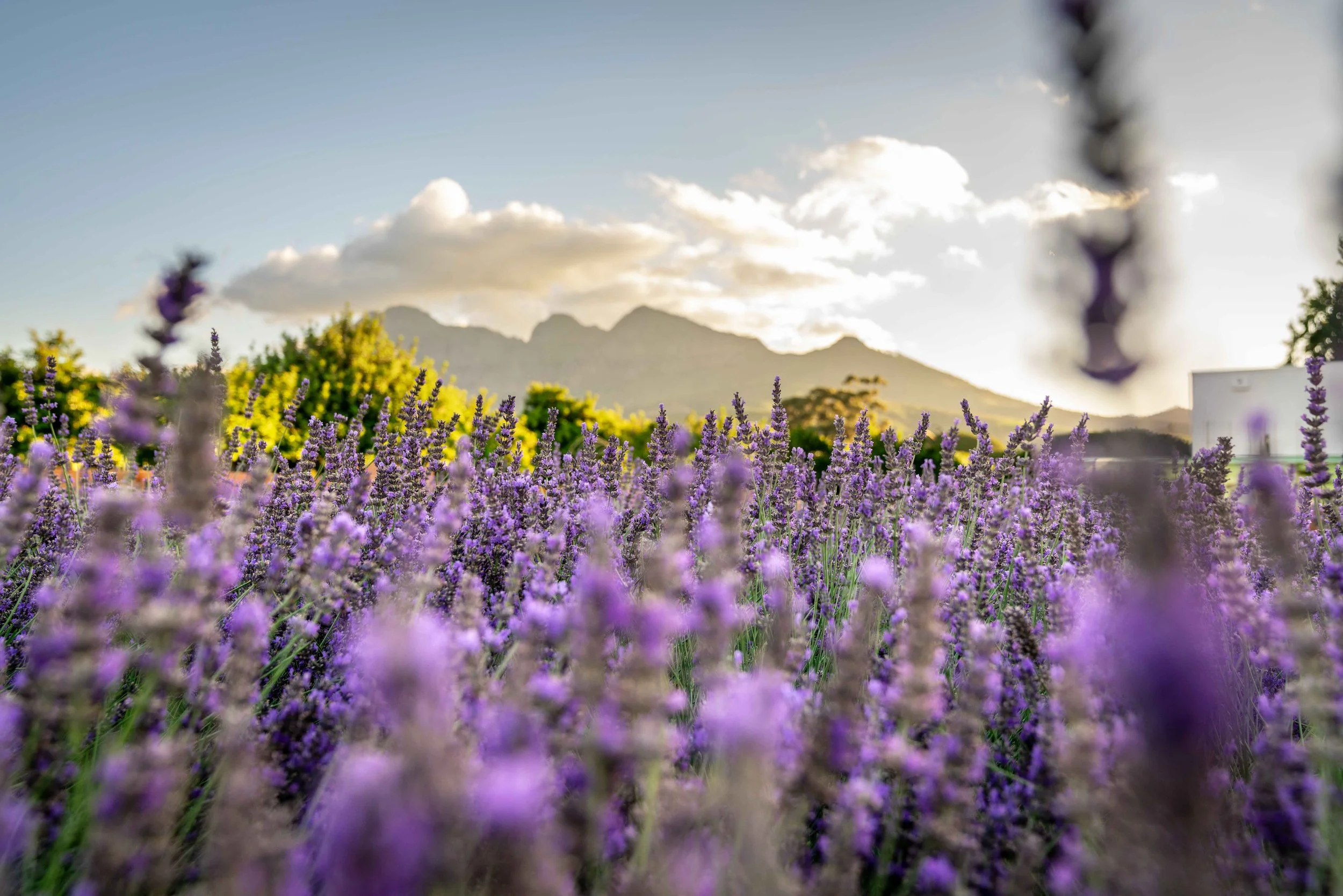 South Africa Hotel | Wine Hotel | Farm to table Hotel | Landscape Hotel | Babel Restaurant | Nature Hotel | eco hotel | Babylonstoren