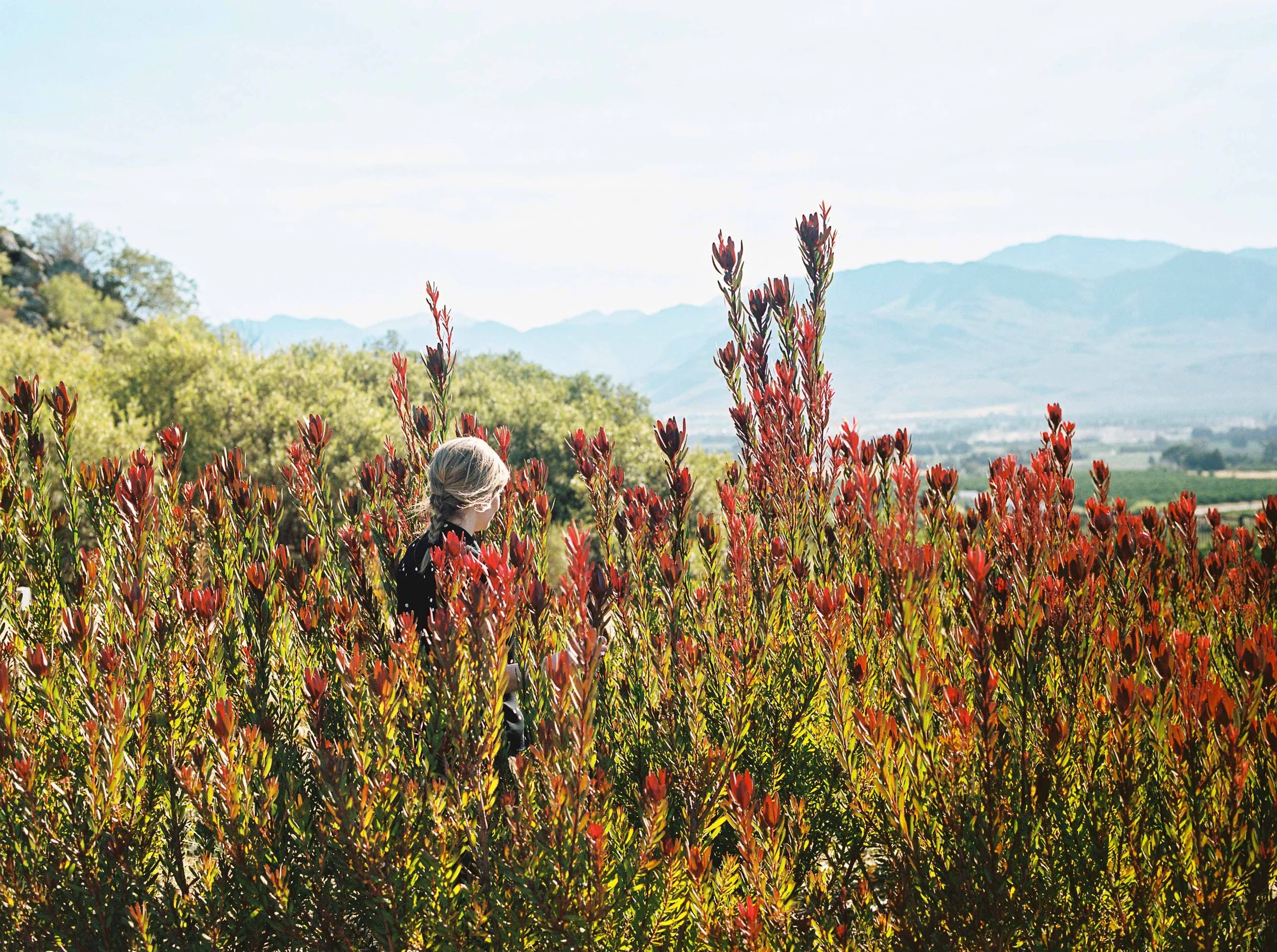 South Africa Hotel | Wine Hotel | Farm to table Hotel | Landscape Hotel | Babel Restaurant | Nature Hotel | eco hotel | Babylonstoren