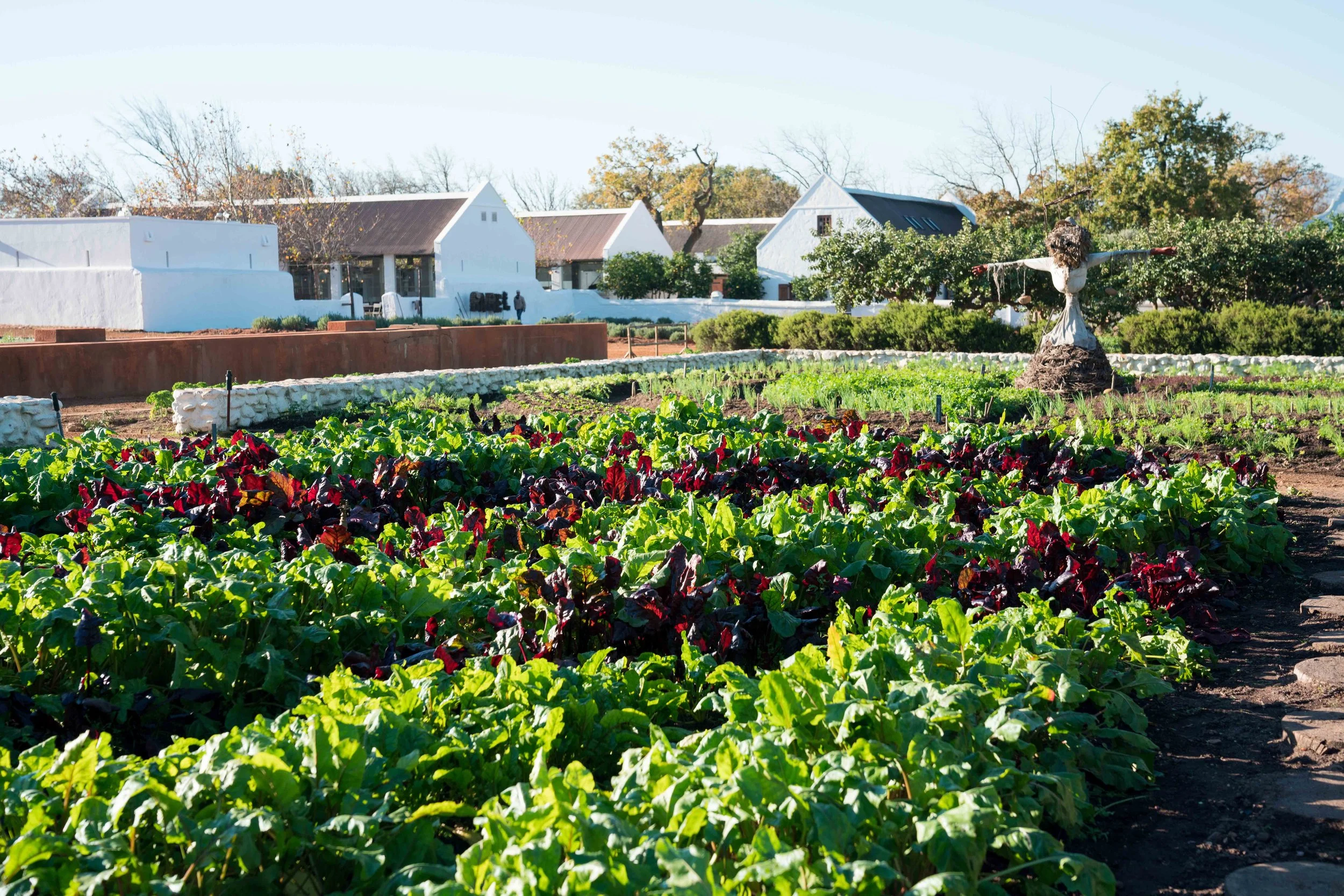 South Africa Hotel | Wine Hotel | Farm to table Hotel | Landscape Hotel | Babel Restaurant | Nature Hotel | eco hotel | Babylonstoren