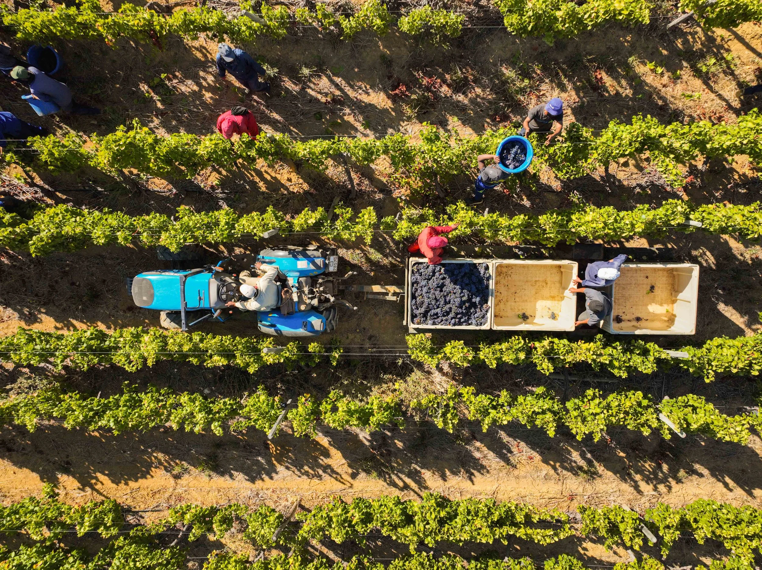 South Africa Hotel | Wine Hotel | Farm to table Hotel | Landscape Hotel | Babel Restaurant | Nature Hotel | eco hotel | Babylonstoren