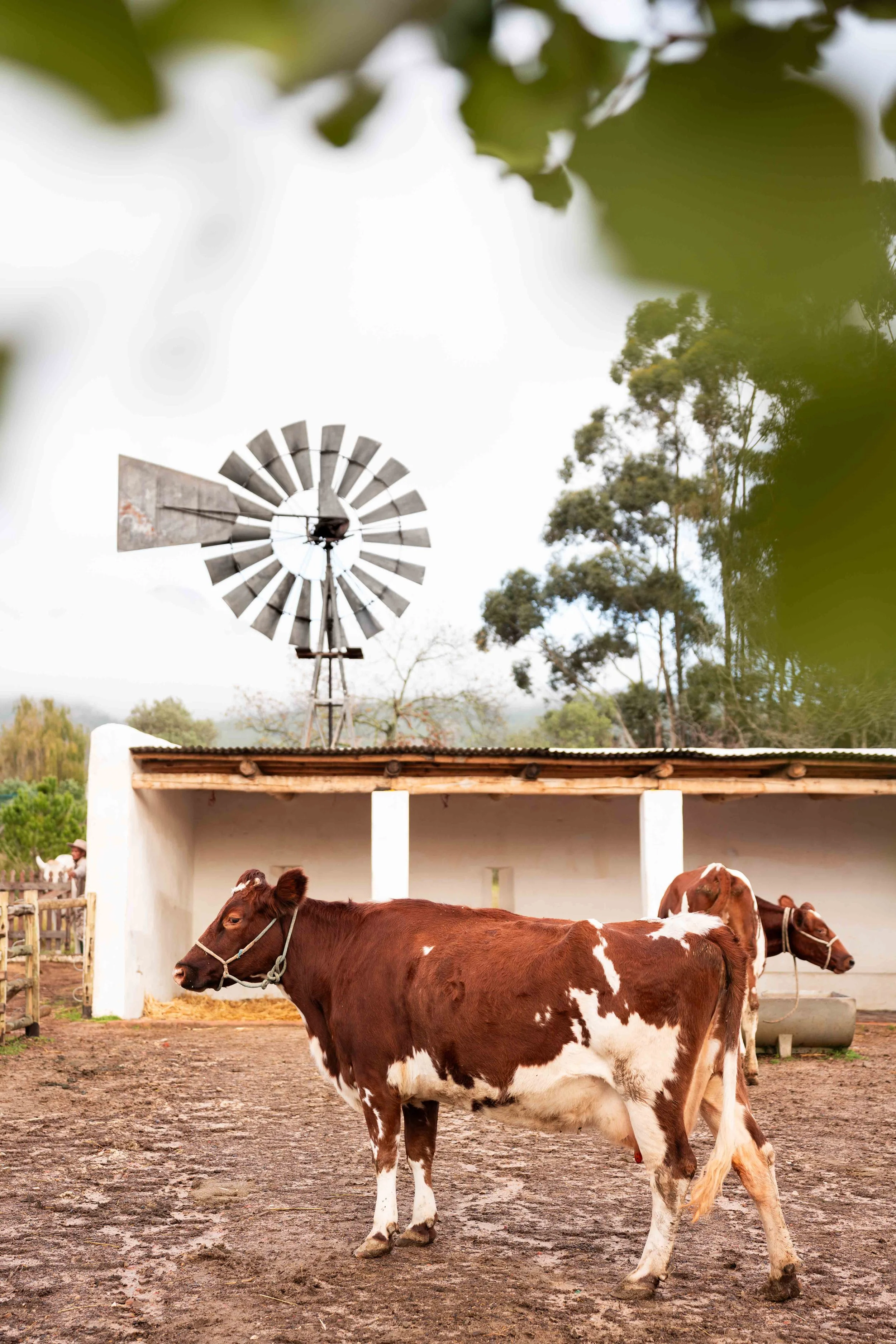South Africa Hotel | Wine Hotel | Farm to table Hotel | Landscape Hotel | Babel Restaurant | Nature Hotel | eco hotel | Babylonstoren