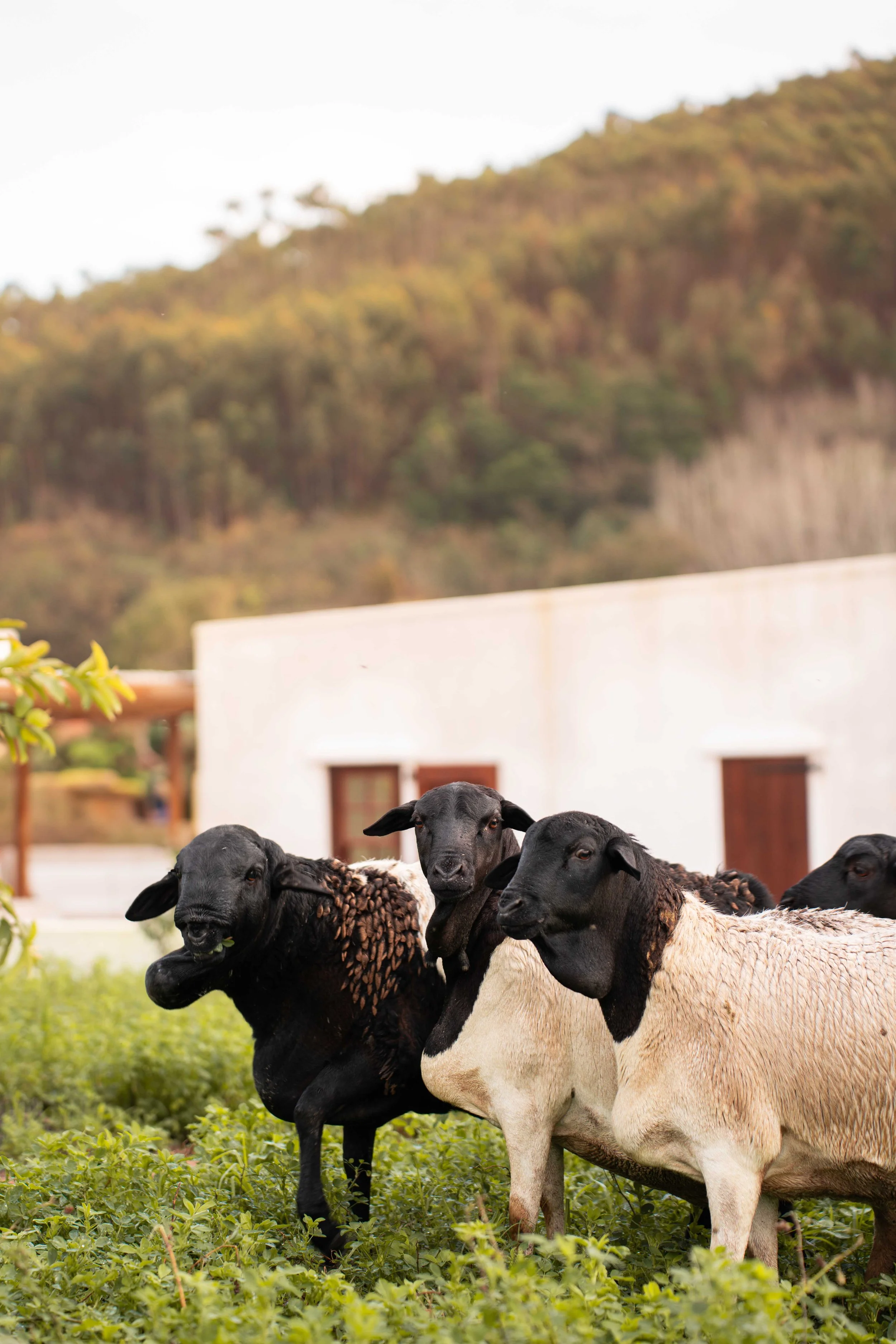South Africa Hotel | Wine Hotel | Farm to table Hotel | Landscape Hotel | Babel Restaurant | Nature Hotel | eco hotel | Babylonstoren