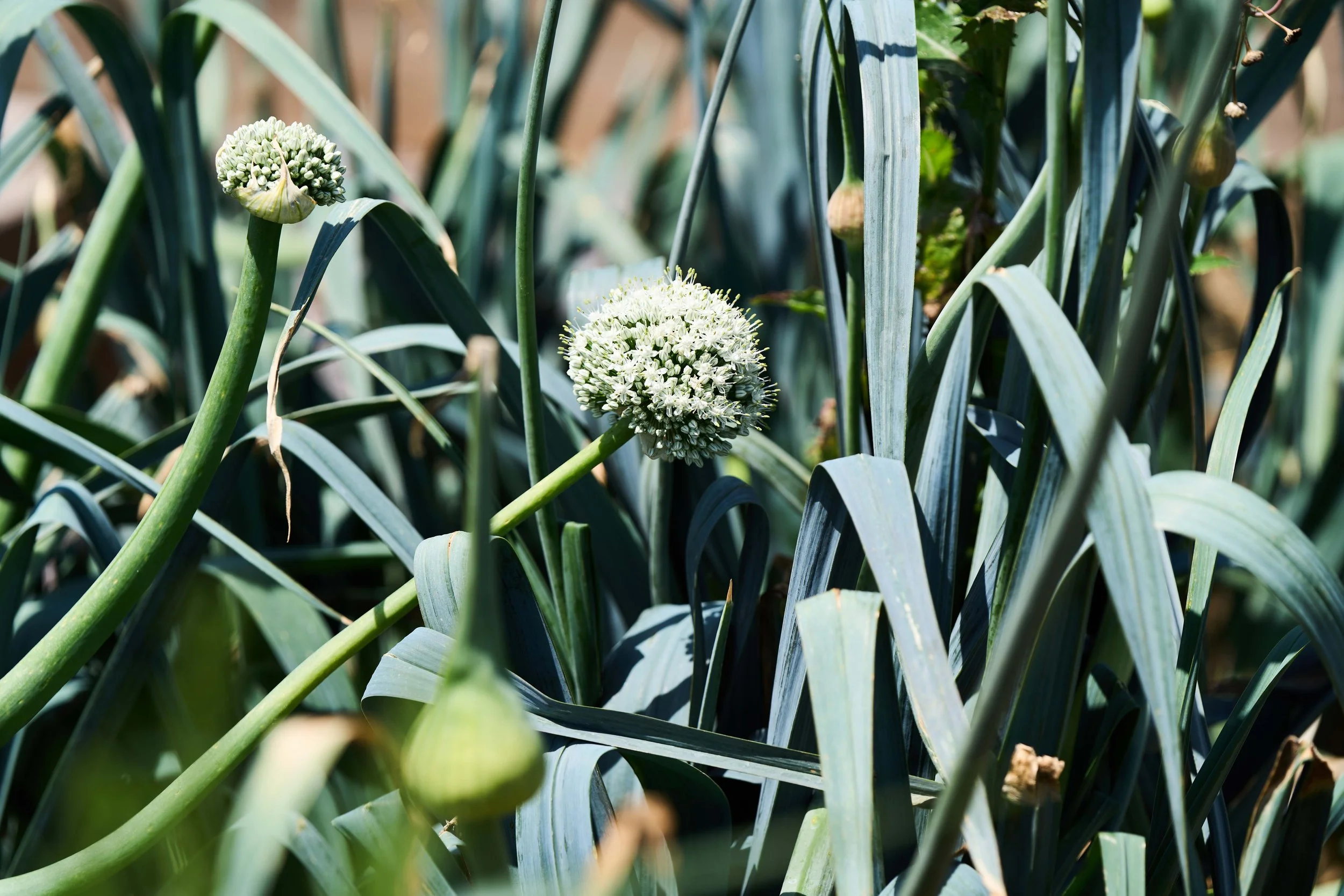 Eco travel | eco hotel | luxury hotel Uruguay | | wedding hotel | landscape hotel | nature hotel | nature destination | room and wild | José Ignacio hotel | Santa Cruz Polo Club | Estancia Santa Cruz