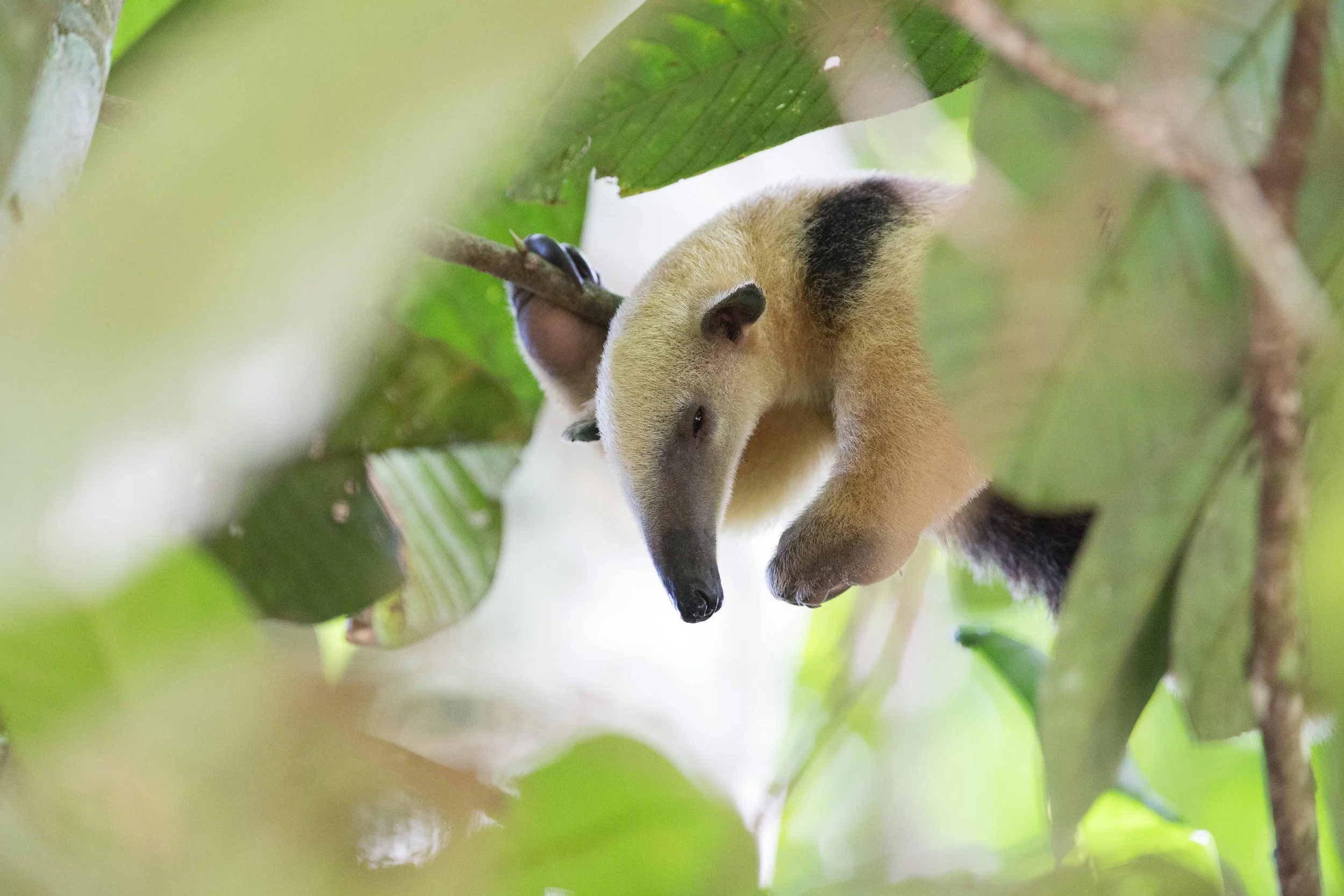 Eco travel | eco hotel | birdwatching | luxury hotel ecuador | | adventure hotel | landscape hotel | nature hotel | nature destination | room and wild | The Amazon | Brazil Hotels | Cristalino Lodge