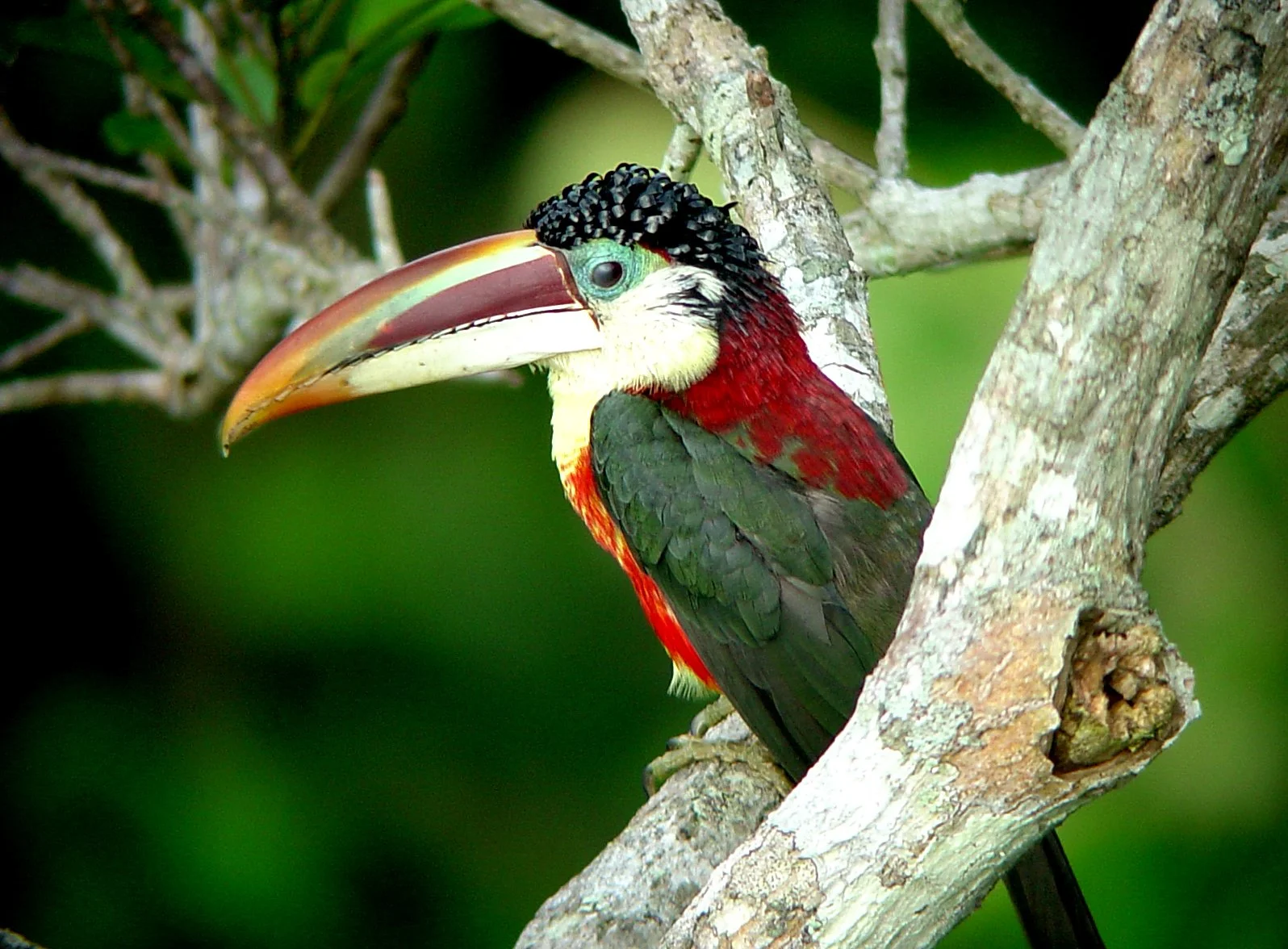 Eco travel | eco hotel | birdwatching | luxury hotel ecuador | | adventure hotel | landscape hotel | nature hotel | nature destination | room and wild | The Amazon | Brazil Hotels | Cristalino Lodge