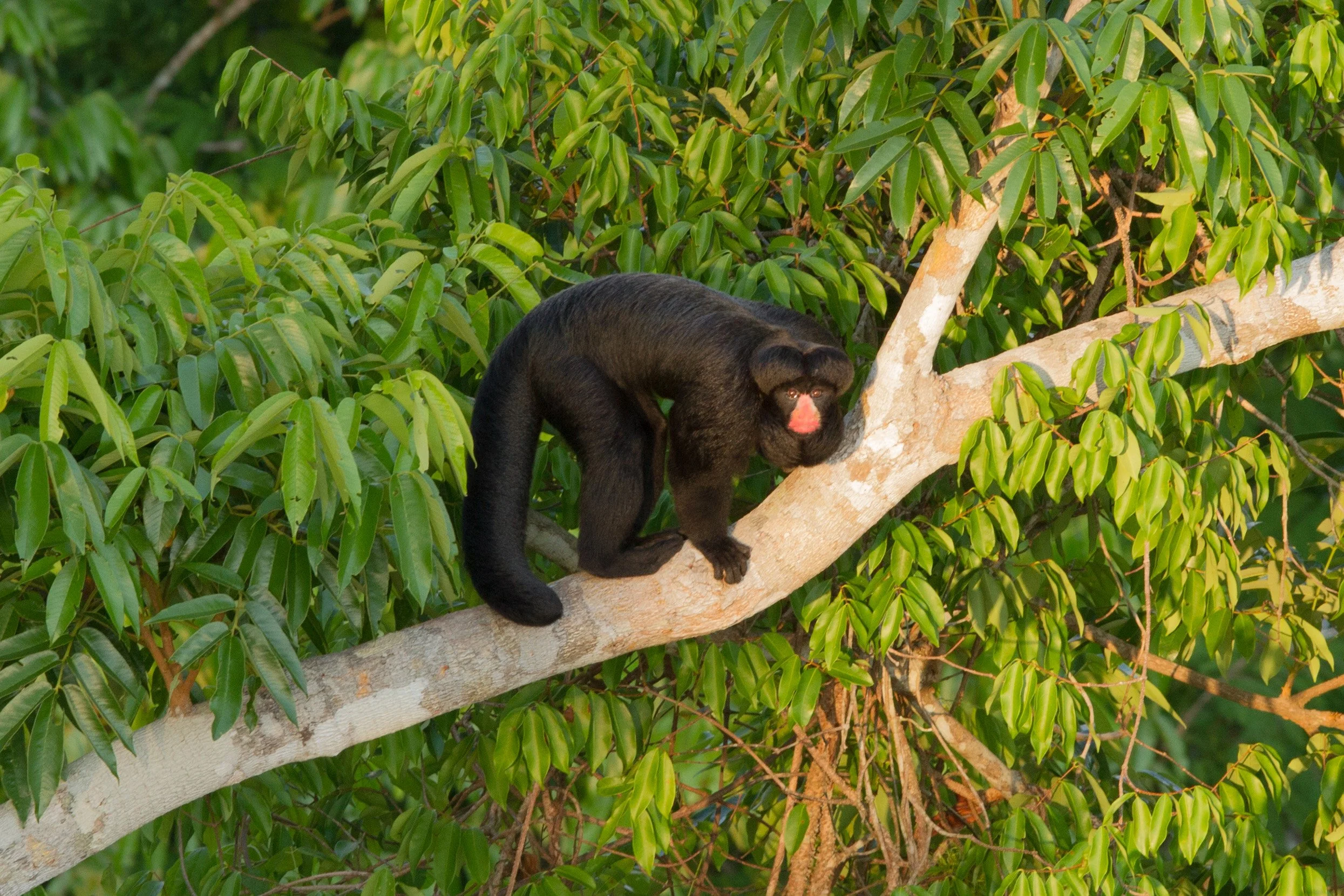 Eco travel | eco hotel | birdwatching | luxury hotel ecuador | | adventure hotel | landscape hotel | nature hotel | nature destination | room and wild | The Amazon | Brazil Hotels | Cristalino Lodge