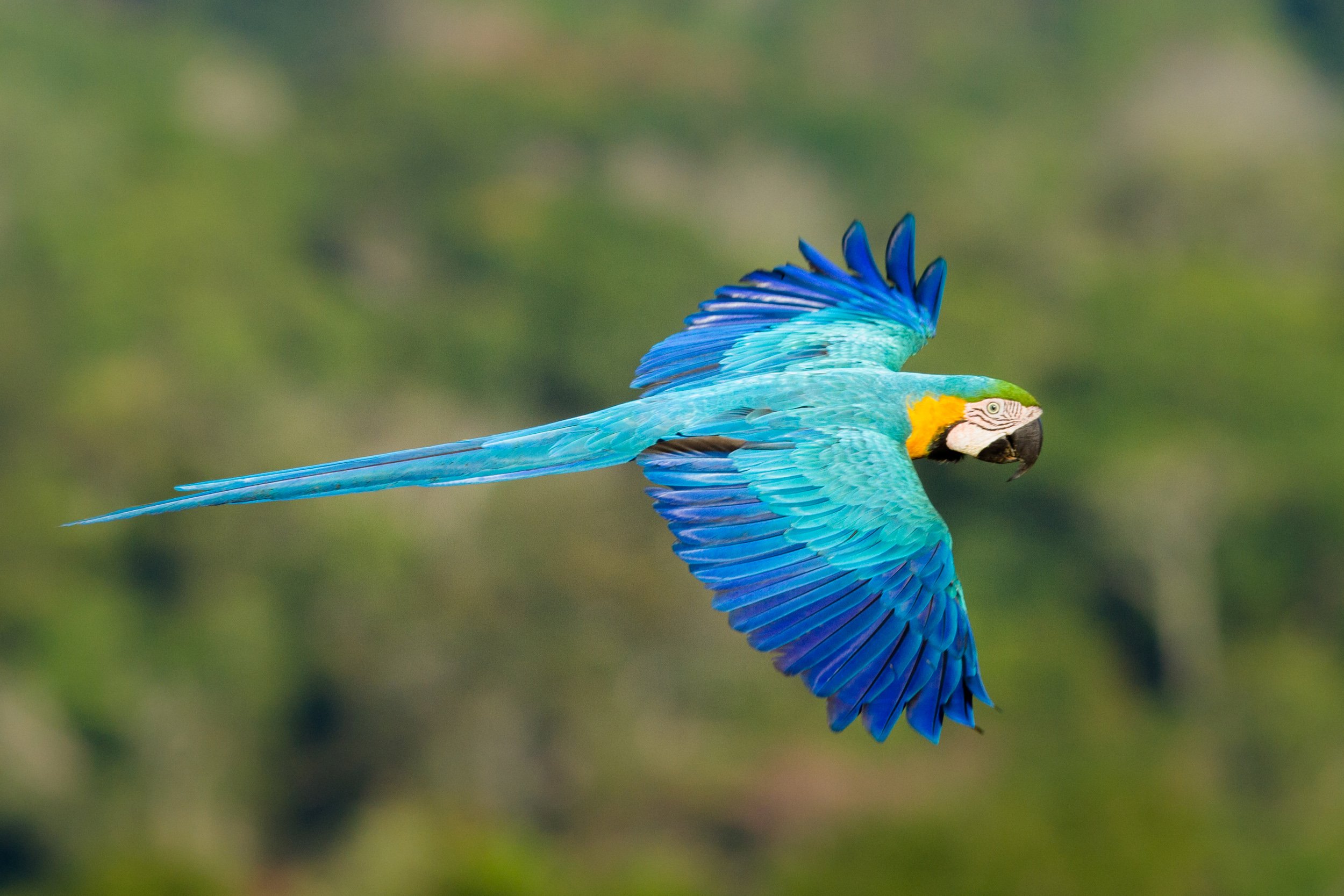 Eco travel | eco hotel | birdwatching | luxury hotel ecuador | | adventure hotel | landscape hotel | nature hotel | nature destination | room and wild | The Amazon | Brazil Hotels | Cristalino Lodge