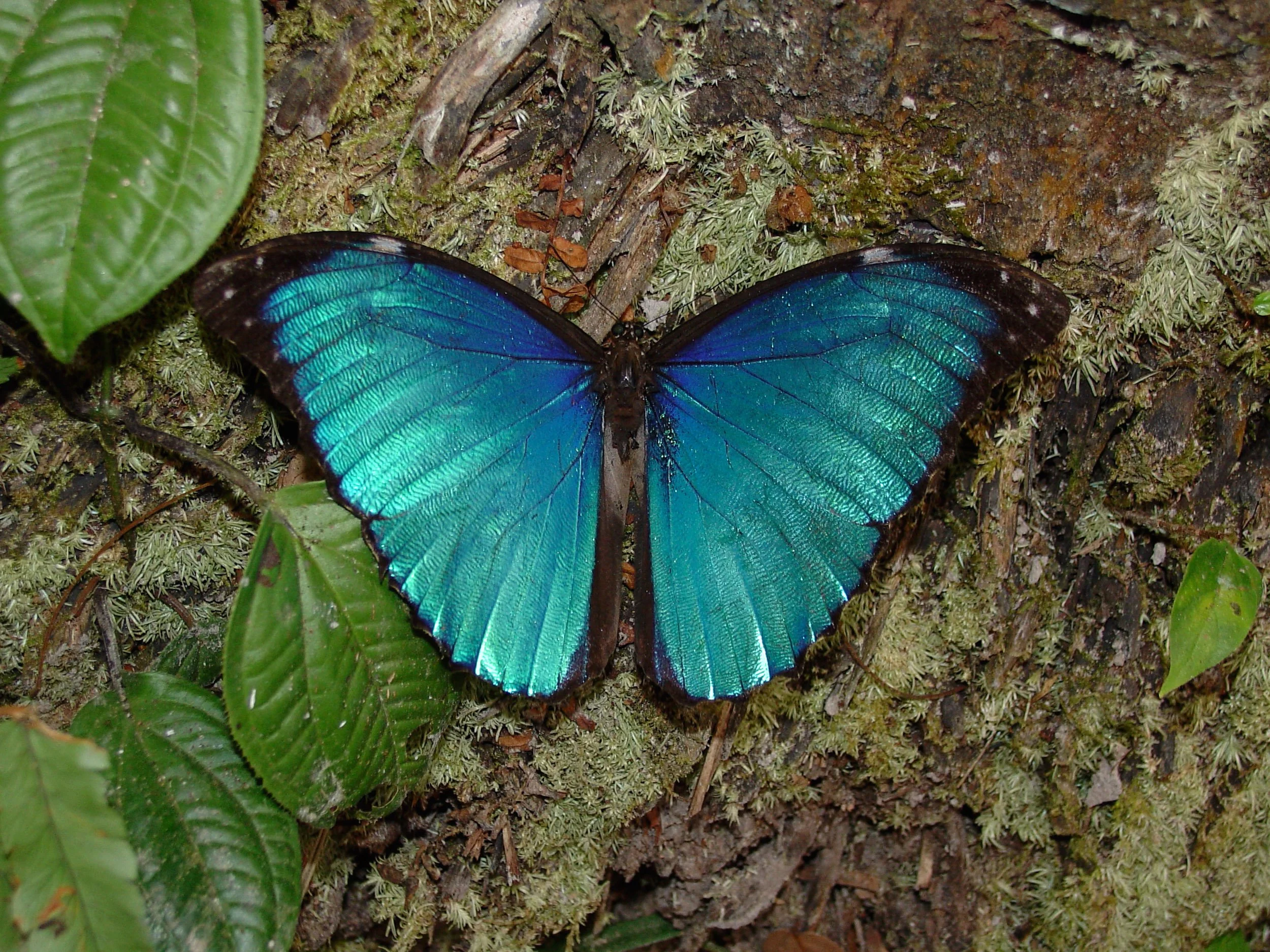 Eco travel | eco hotel | birdwatching | luxury hotel ecuador | | adventure hotel | landscape hotel | nature hotel | nature destination | room and wild | The Amazon | Brazil Hotels | Cristalino Lodge
