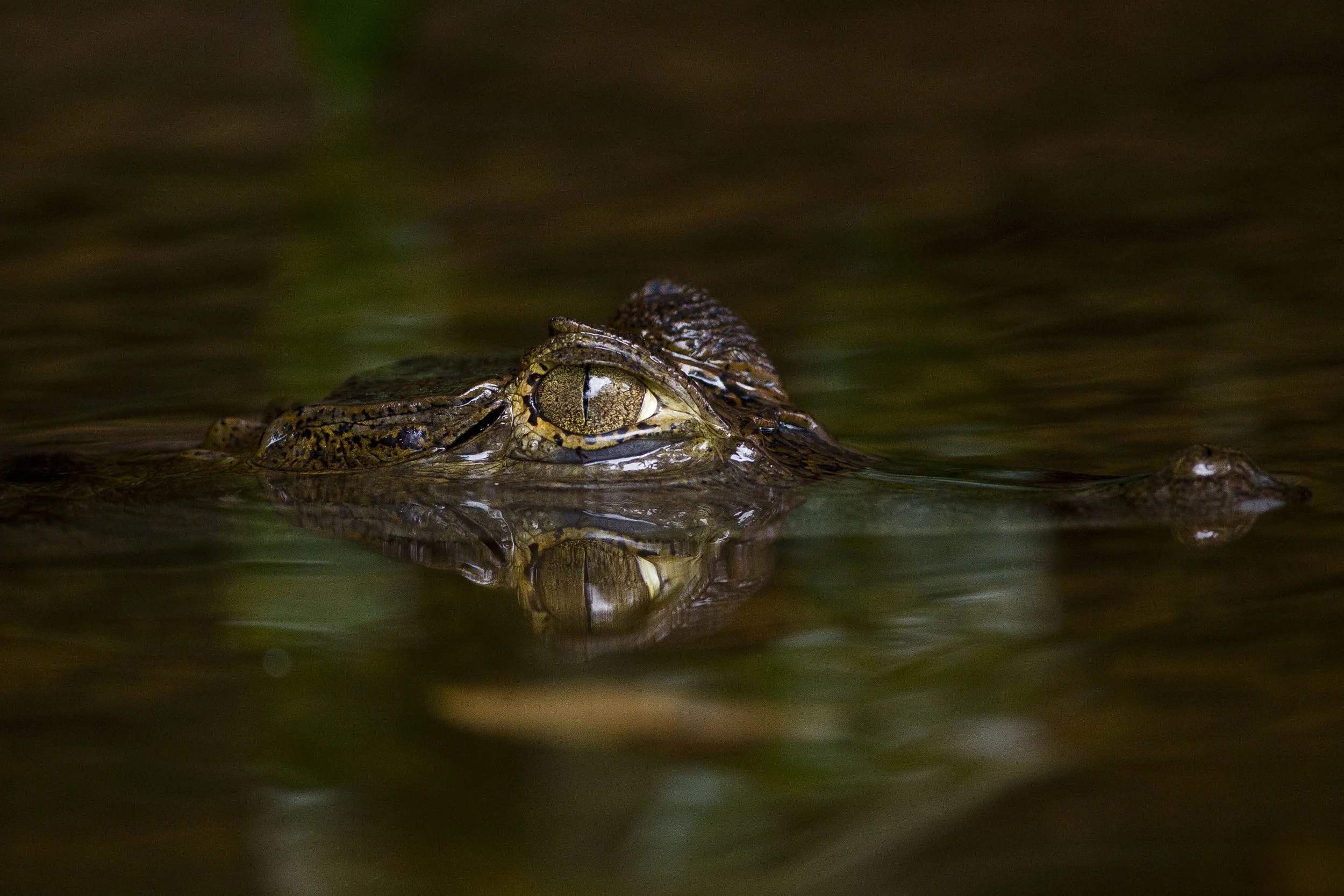 Eco travel | eco hotel | birdwatching | luxury hotel ecuador | | adventure hotel | landscape hotel | nature hotel | nature destination | room and wild | The Amazon | Brazil Hotels | Cristalino Lodge