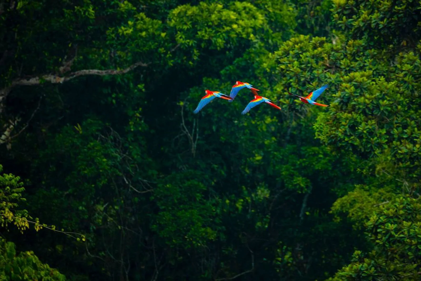Eco travel | eco hotel | birdwatching | luxury hotel ecuador | | adventure hotel | landscape hotel | nature hotel | nature destination | room and wild | The Amazon | Brazil Hotels | Cristalino Lodge