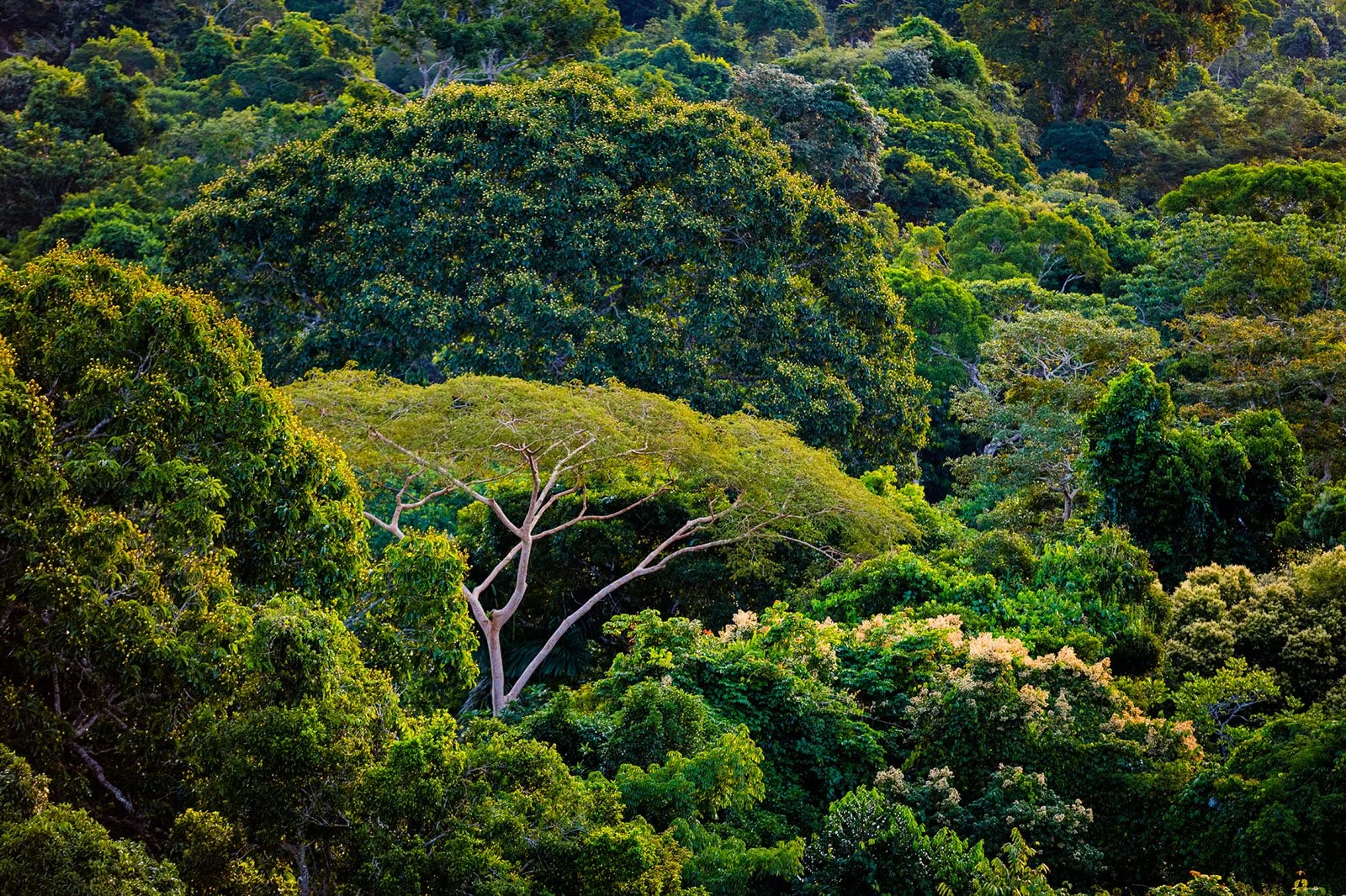 Eco travel | eco hotel | birdwatching | luxury hotel ecuador | | adventure hotel | landscape hotel | nature hotel | nature destination | room and wild | The Amazon | Brazil Hotels | Cristalino Lodge