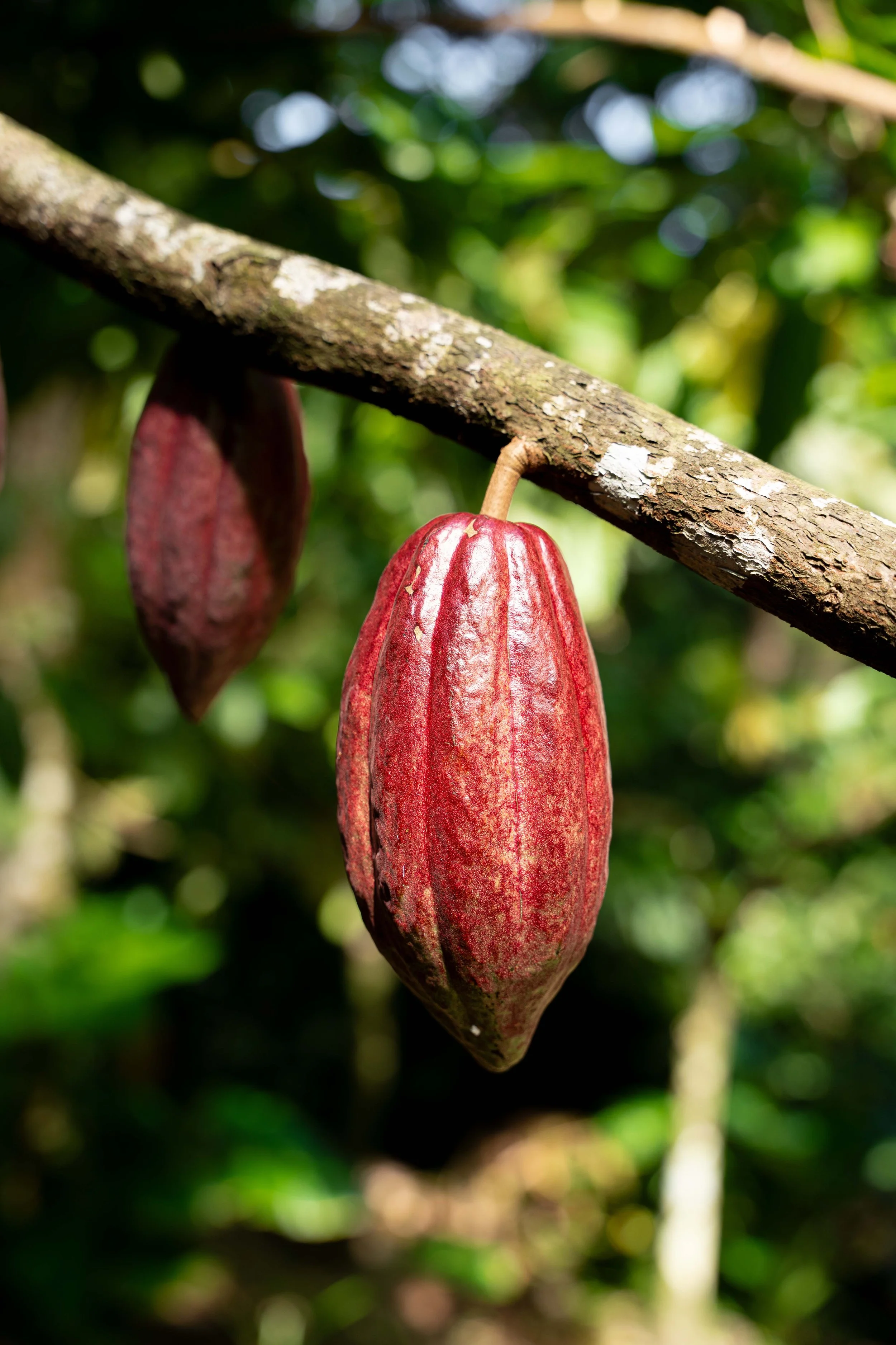 Eco travel | eco hotel | caribbean hotel | luxury hotel st lucia | | landscape hotel | nature hotel | nature destination | room and wild | Saint Lucia | Rabot Hotel, Hotel Chocolat