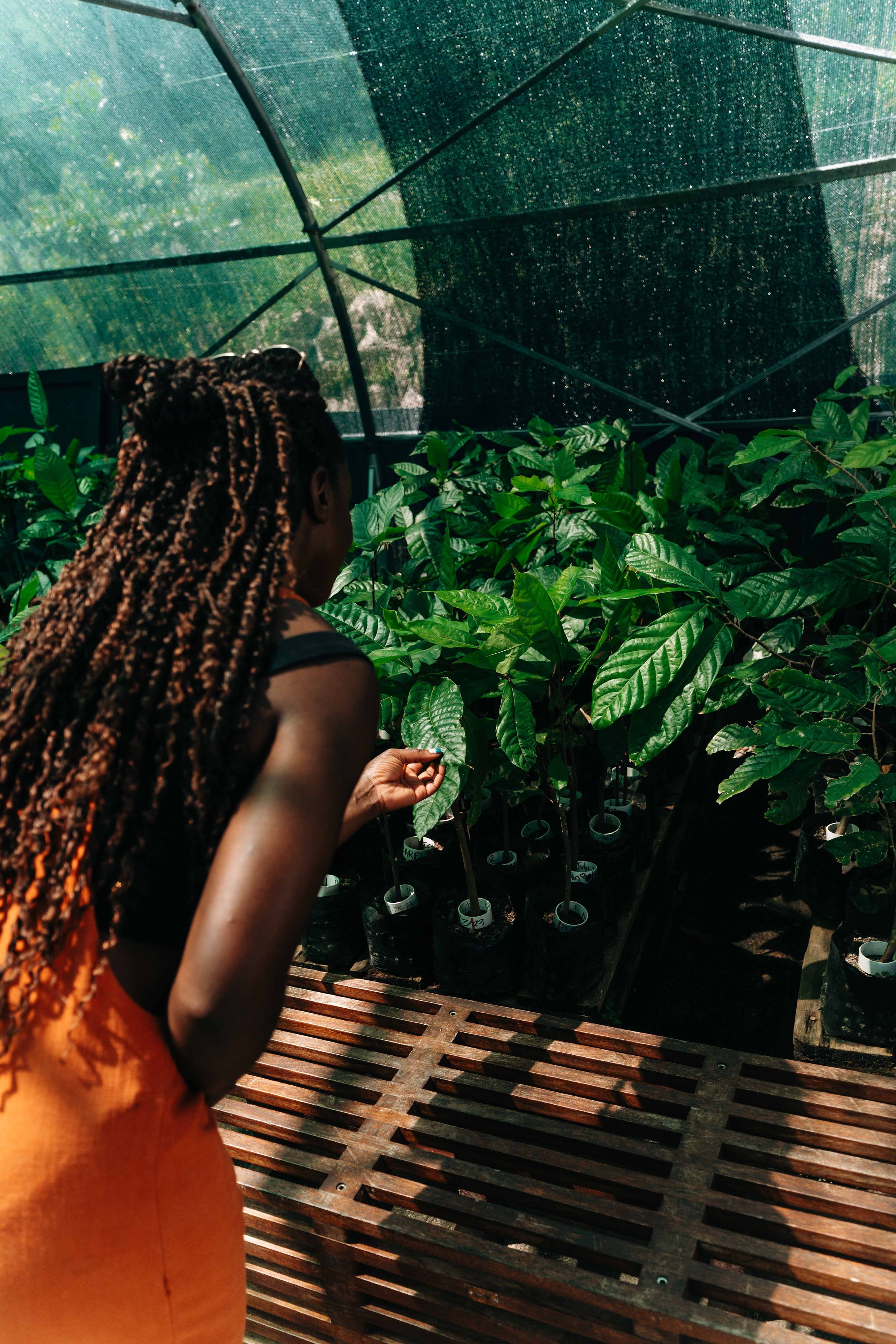 Eco travel | eco hotel | caribbean hotel | luxury hotel st lucia | | landscape hotel | nature hotel | nature destination | room and wild | Saint Lucia | Rabot Hotel, Hotel Chocolat