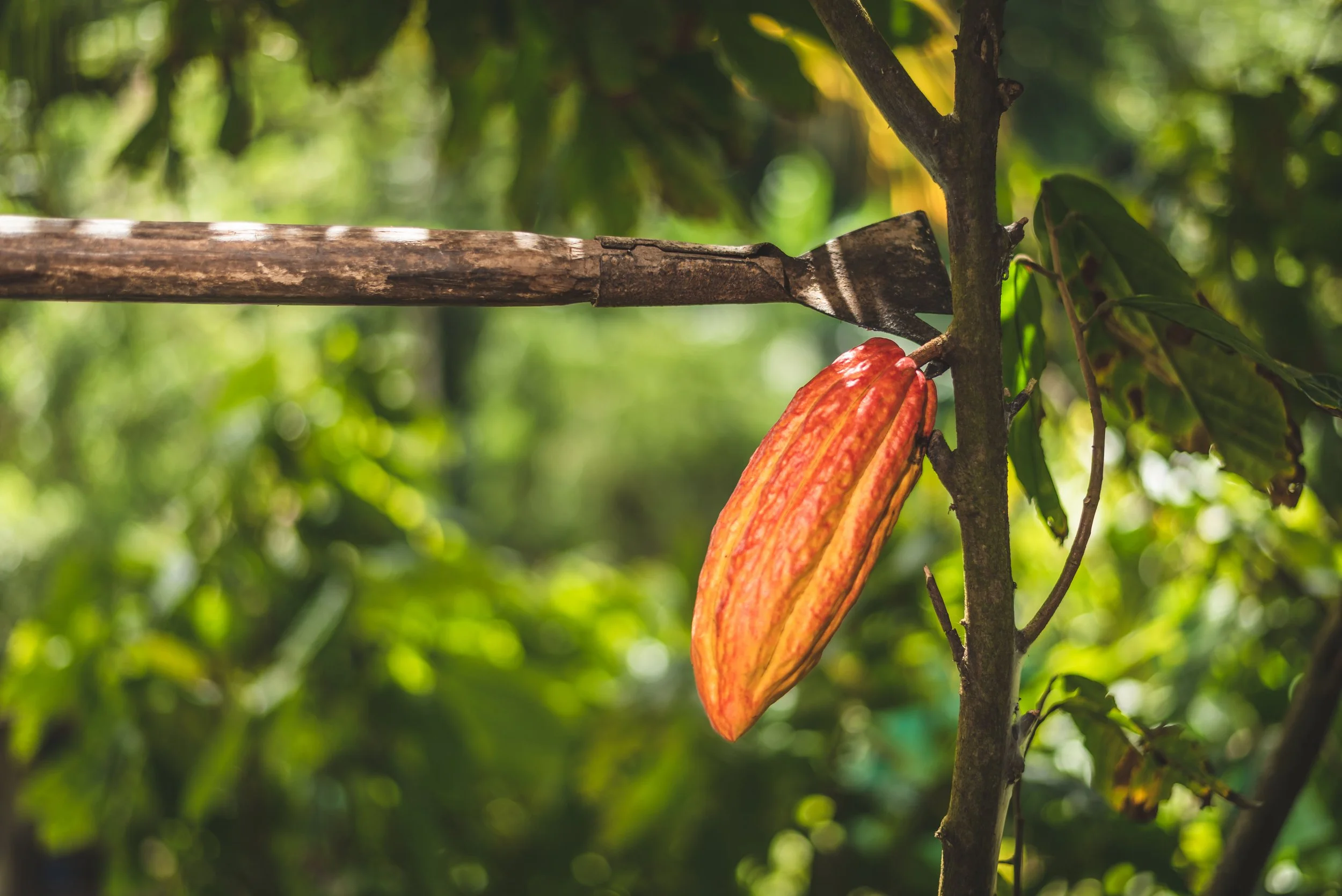 Eco travel | eco hotel | caribbean hotel | luxury hotel st lucia | | landscape hotel | nature hotel | nature destination | room and wild | Saint Lucia | Rabot Hotel, Hotel Chocolat