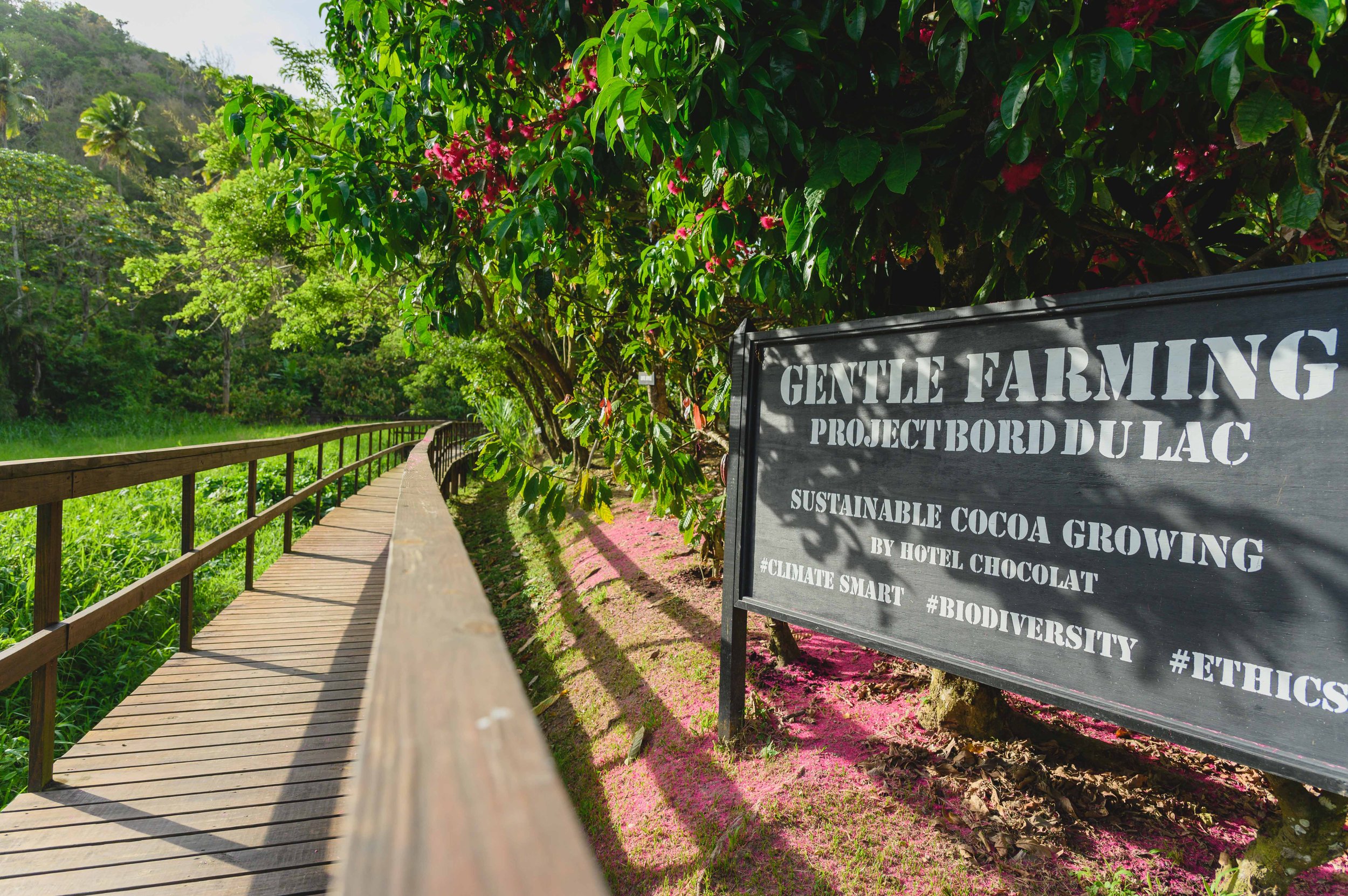 Eco travel | eco hotel | caribbean hotel | luxury hotel st lucia | | landscape hotel | nature hotel | nature destination | room and wild | Saint Lucia | Rabot Hotel, Hotel Chocolat