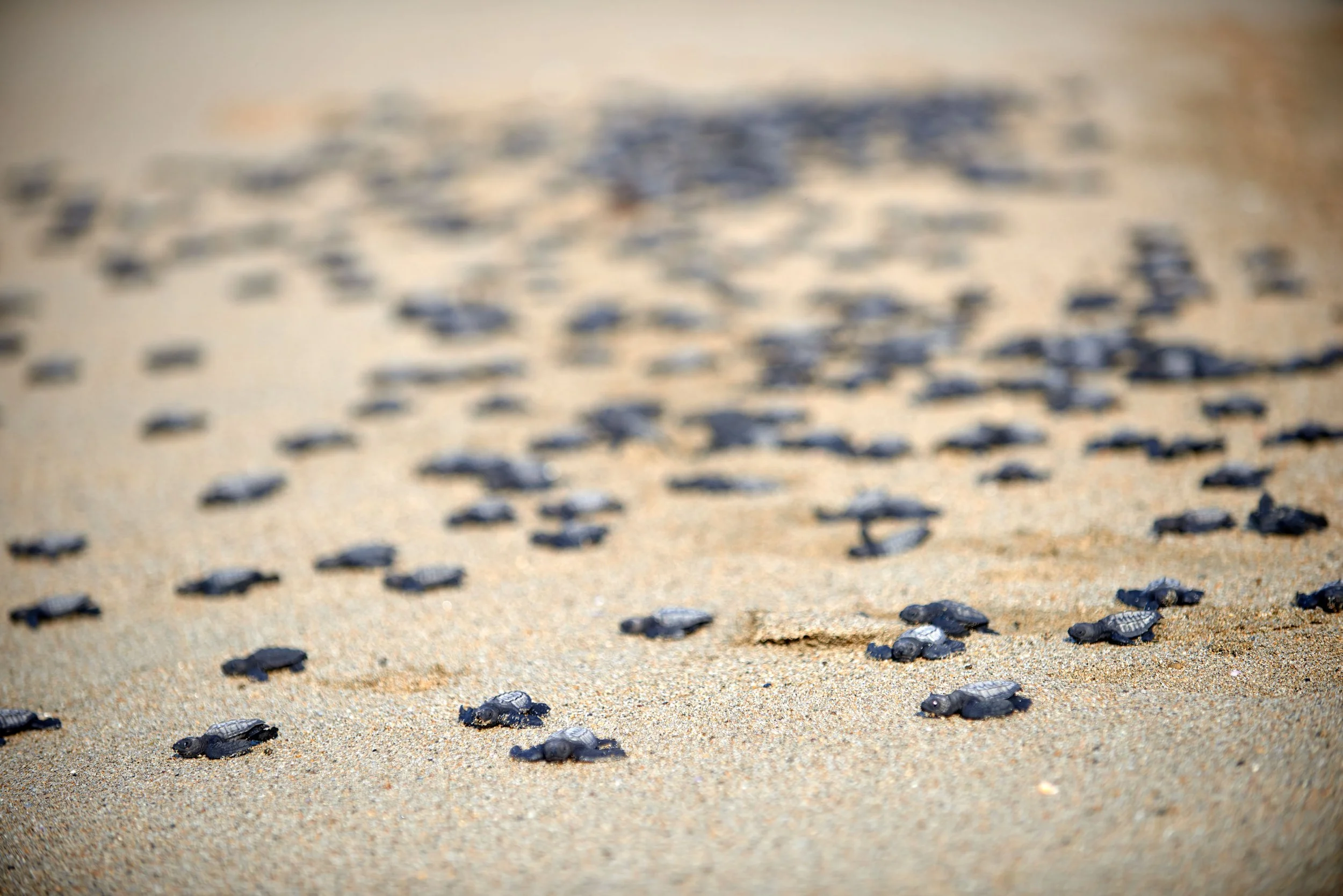  Mexico Beach Hotels | organic architecture | treehouse | Eco travel | eco luxury hotel | adventure hotel | landscape hotel | nature hotel | nature destination | room and wild | Playa Viva