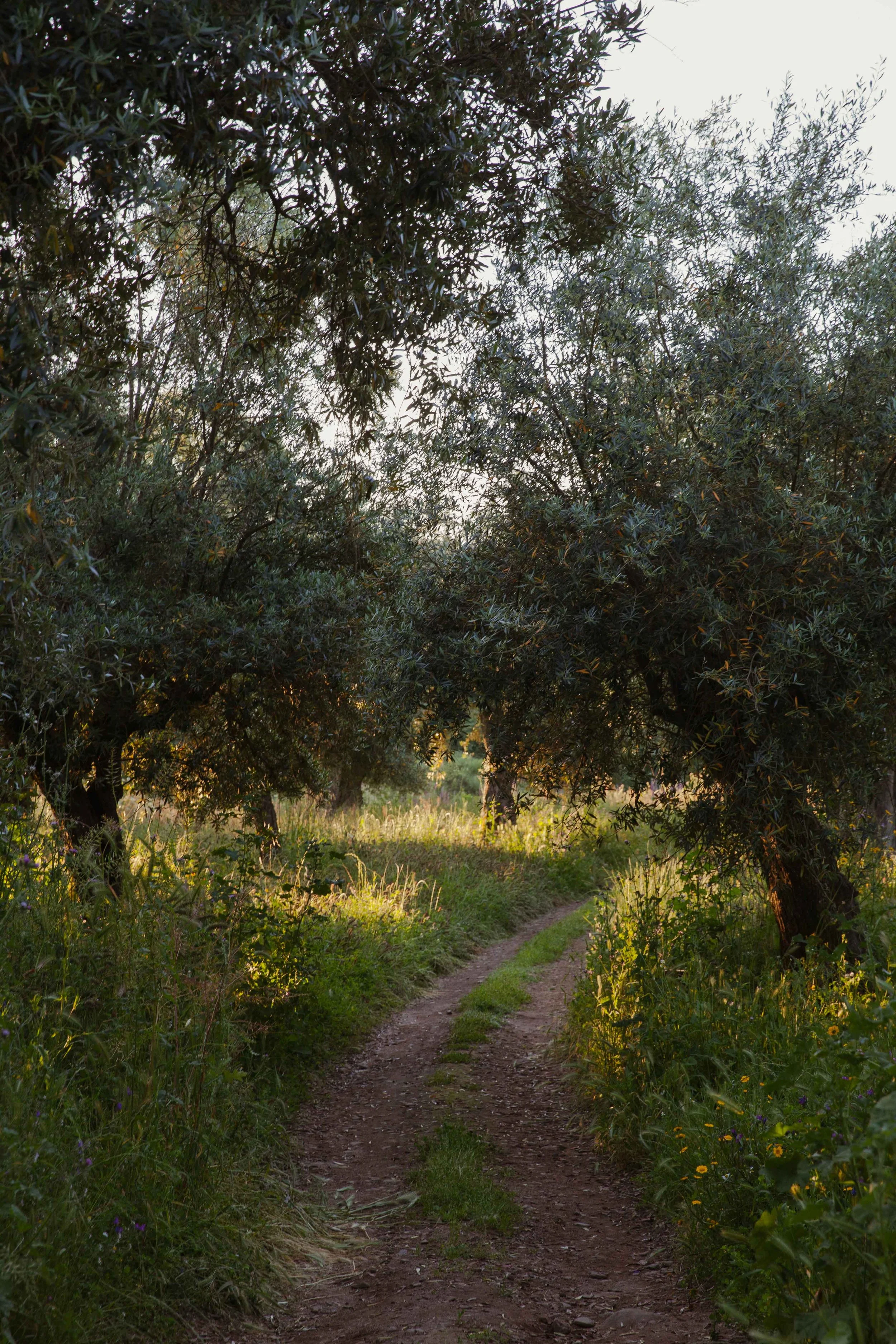 Adults Only Hotels |  | Honeymoon | Eco travel | eco hotel | Slow travel | landscape hotel | nature hotel | nature destination | room and wild | portugal luxury Hotel | Alentejo | A Sociedade Rural