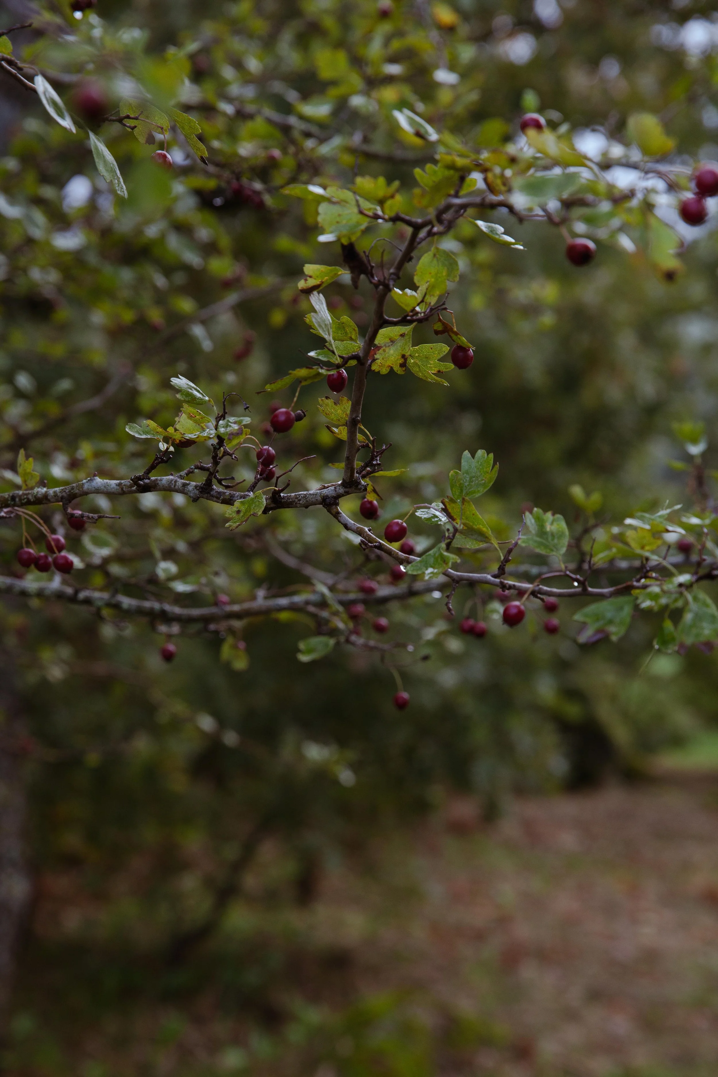 Adults Only Hotels |  | Honeymoon | Eco travel | eco hotel | Slow travel | landscape hotel | nature hotel | nature destination | room and wild | portugal luxury Hotel | Alentejo | A Sociedade Rural