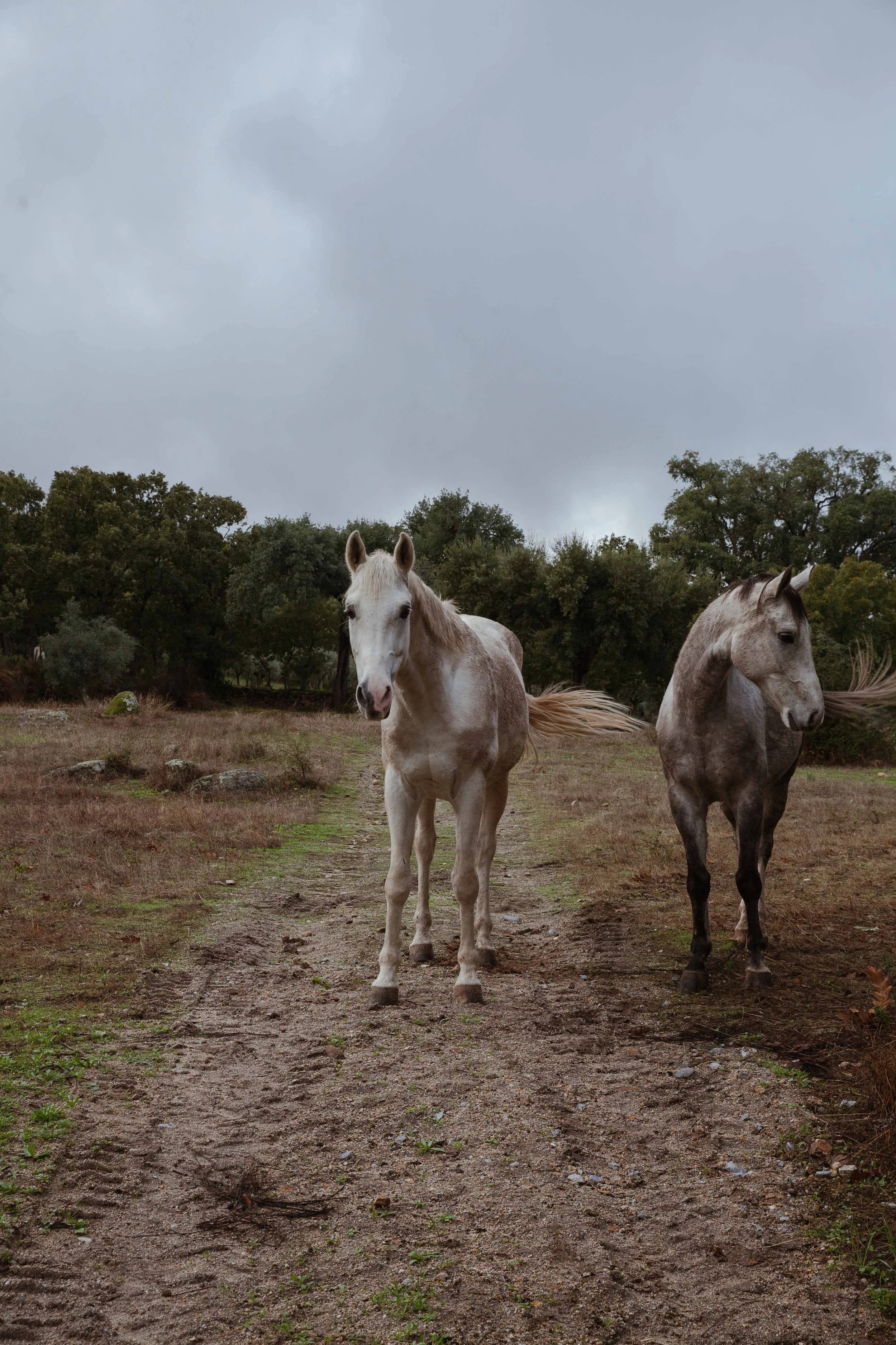 Adults Only Hotels |  | Honeymoon | Eco travel | eco hotel | Slow travel | landscape hotel | nature hotel | nature destination | room and wild | portugal luxury Hotel | Alentejo | A Sociedade Rural
