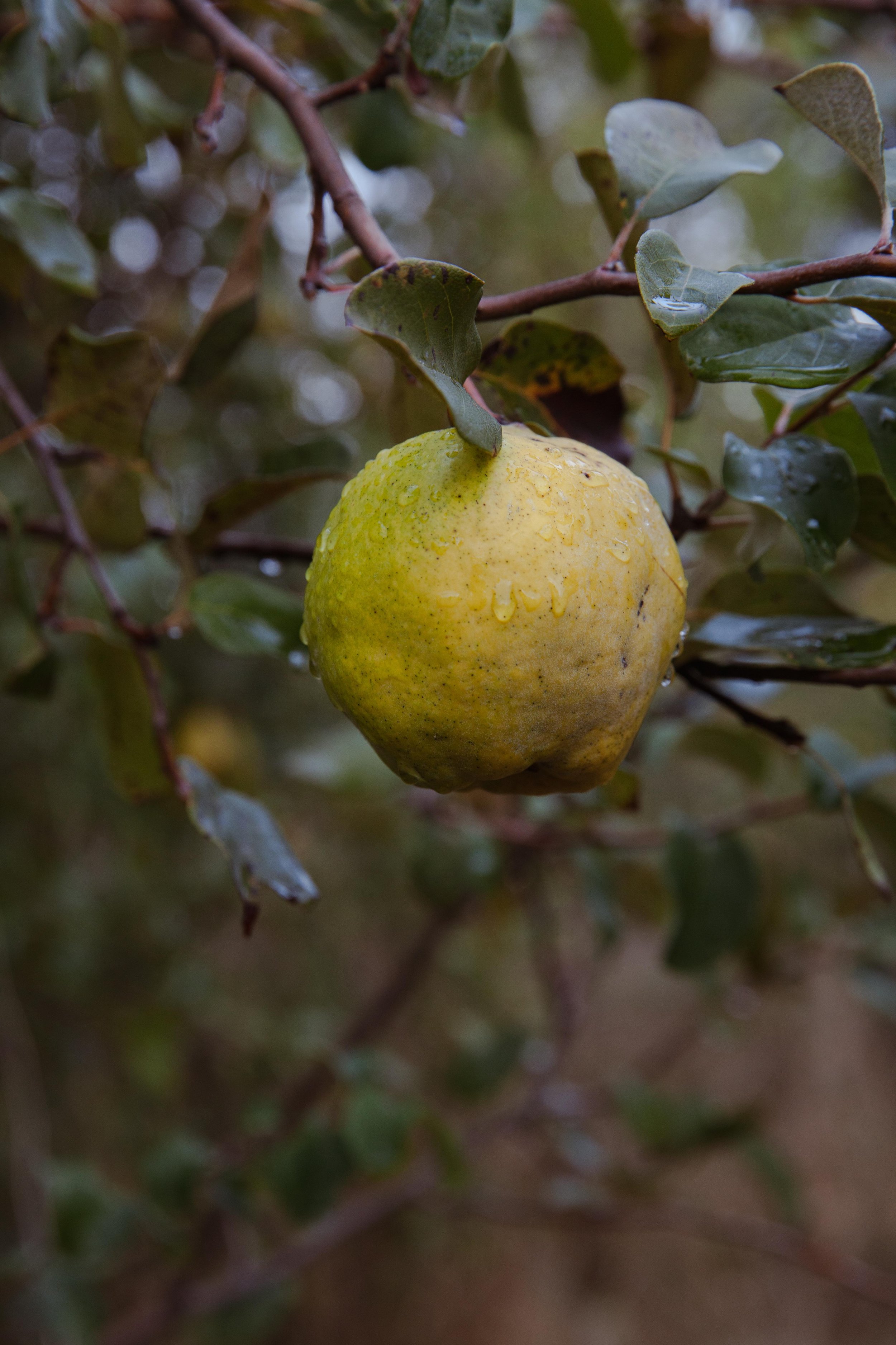 Adults Only Hotels |  | Honeymoon | Eco travel | eco hotel | Slow travel | landscape hotel | nature hotel | nature destination | room and wild | portugal luxury Hotel | Alentejo | A Sociedade Rural