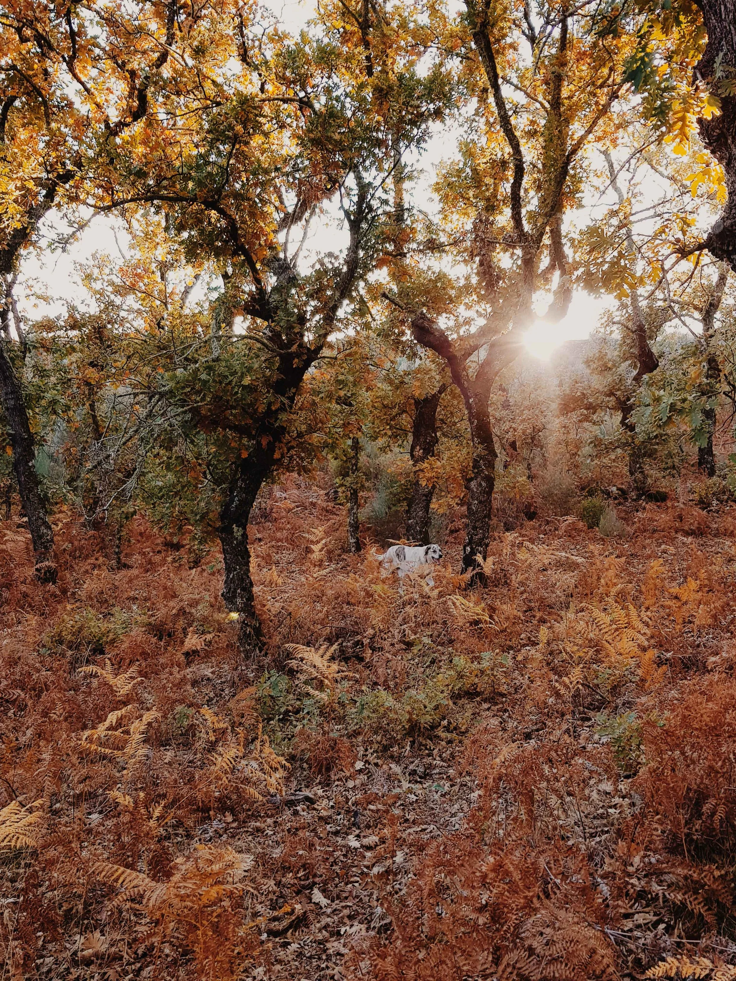 Adults Only Hotels |  | Honeymoon | Eco travel | eco hotel | Slow travel | landscape hotel | nature hotel | nature destination | room and wild | portugal luxury Hotel | Alentejo | A Sociedade Rural