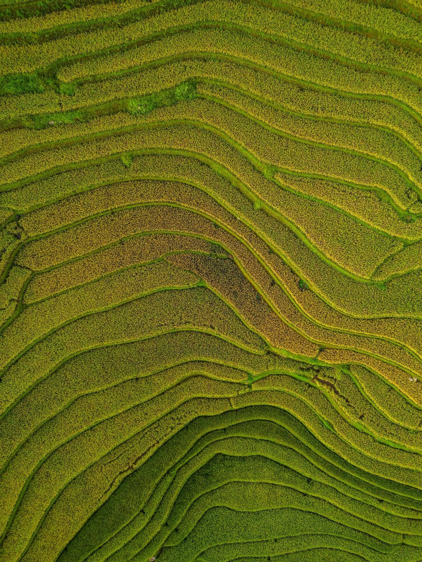 Green occupies the central range of the visible light spectrum, making it the color to which the human eye is most sensitive and least strained. In natural environments, this ease of visual processing contributes to reduced eye fatigue and a measurab