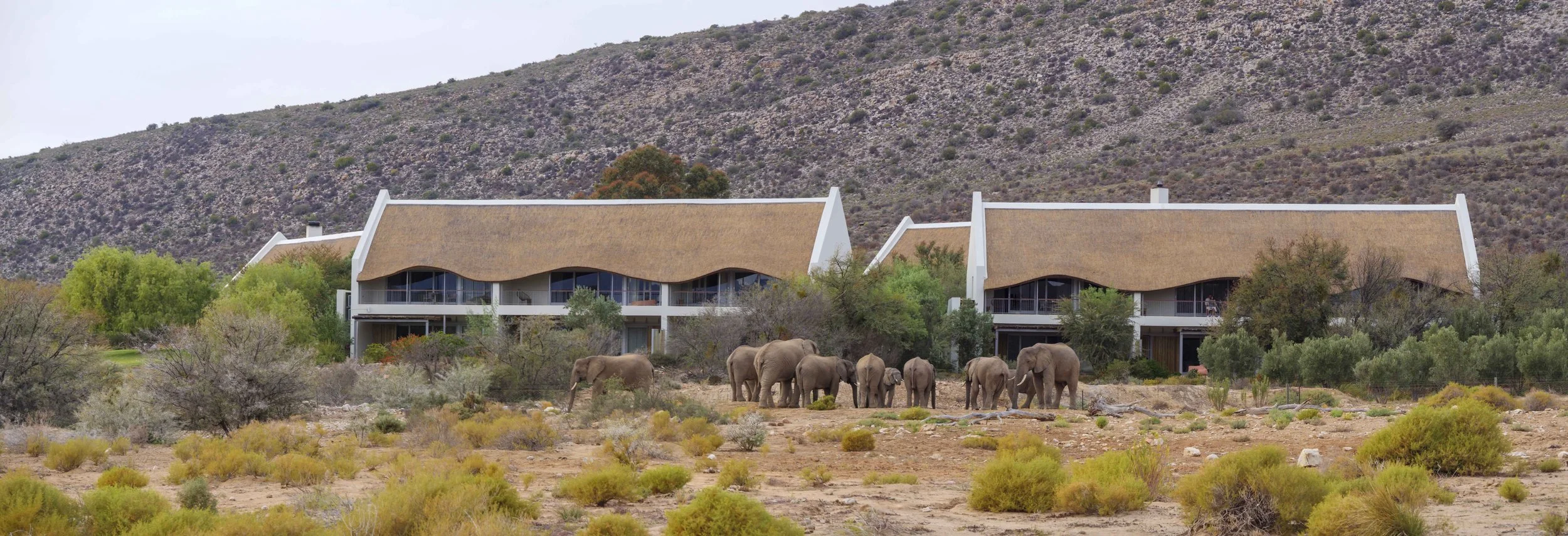 safari hotel | south africa hotel | adventure | Eco travel | eco hotel | landscape hotel | nature hotel | nature destination | room and wild | luxury hotel | conservation | Sanbona Wildlife Reserve