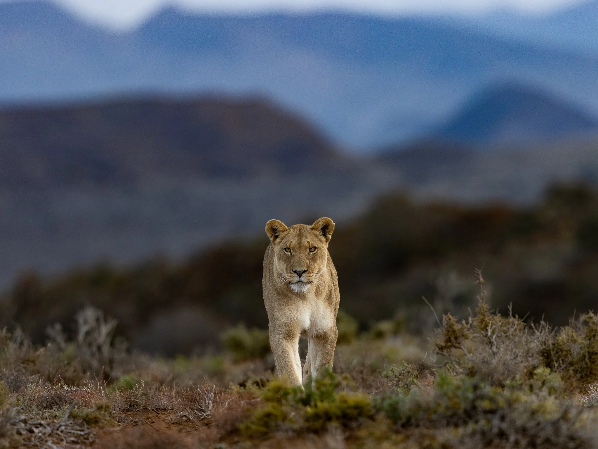 safari hotel | south africa hotel | adventure | Eco travel | eco hotel | landscape hotel | nature hotel | nature destination | room and wild | luxury hotel | conservation | Sanbona Wildlife Reserve