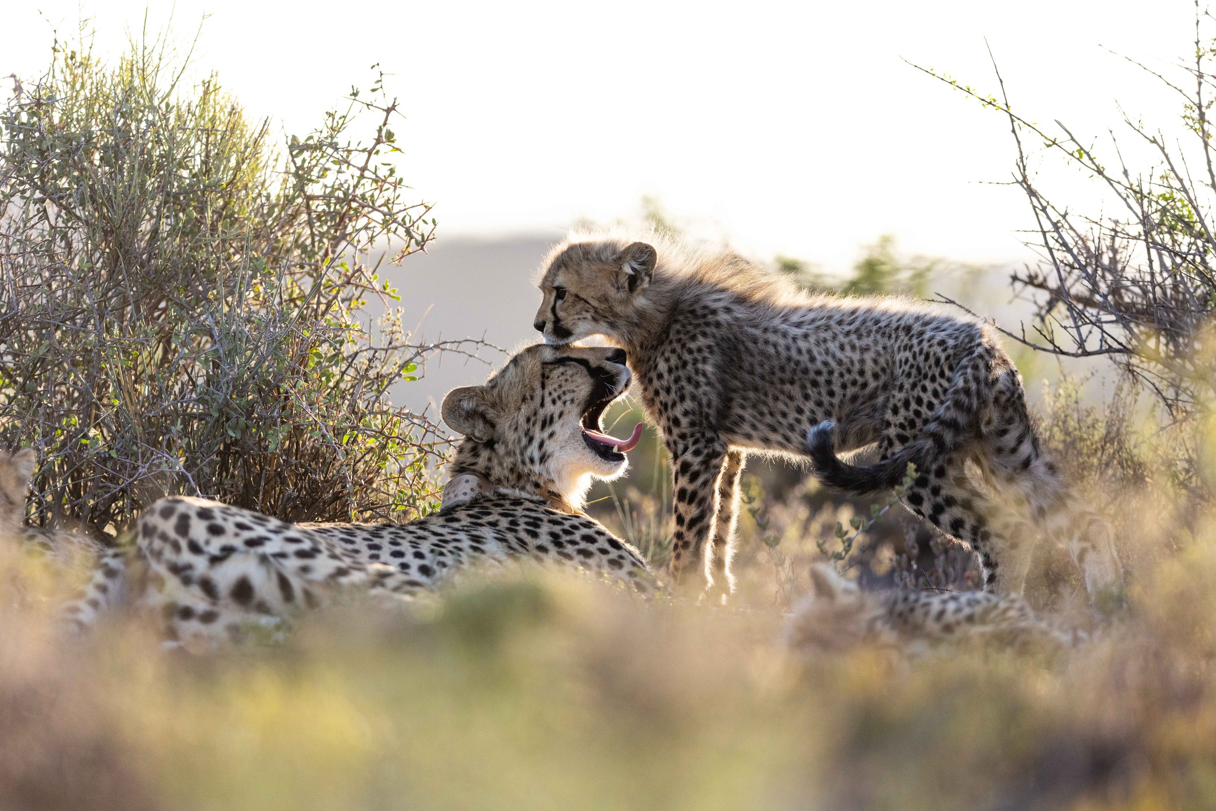 safari hotel | south africa hotel | adventure | Eco travel | eco hotel | landscape hotel | nature hotel | nature destination | room and wild | luxury hotel | conservation | Sanbona Wildlife Reserve