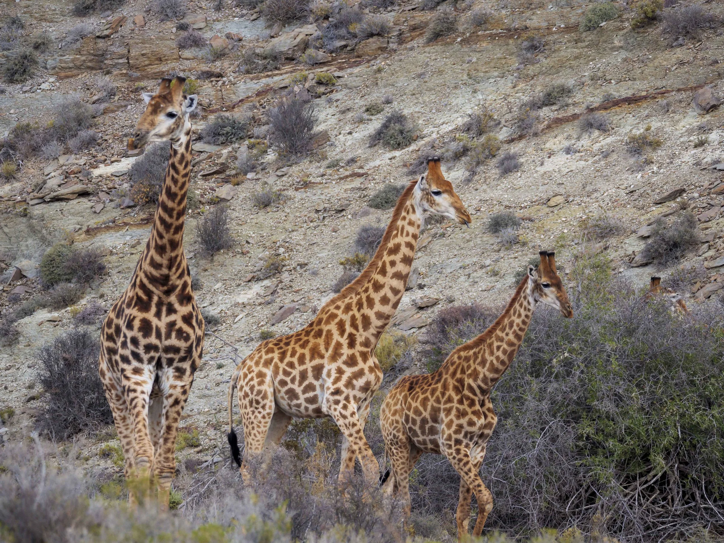 safari hotel | south africa hotel | adventure | Eco travel | eco hotel | landscape hotel | nature hotel | nature destination | room and wild | luxury hotel | conservation | Sanbona Wildlife Reserve