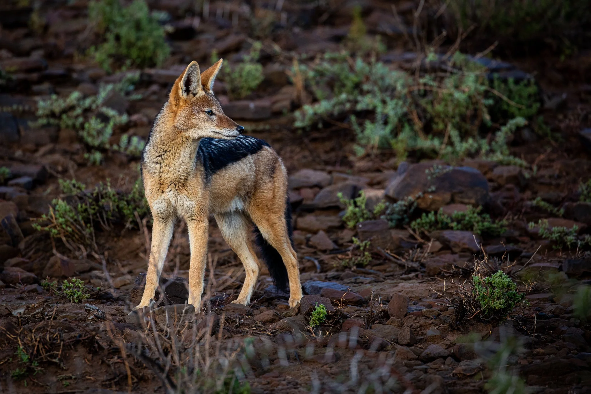 safari hotel | south africa hotel | adventure | Eco travel | eco hotel | landscape hotel | nature hotel | nature destination | room and wild | luxury hotel | conservation | Sanbona Wildlife Reserve