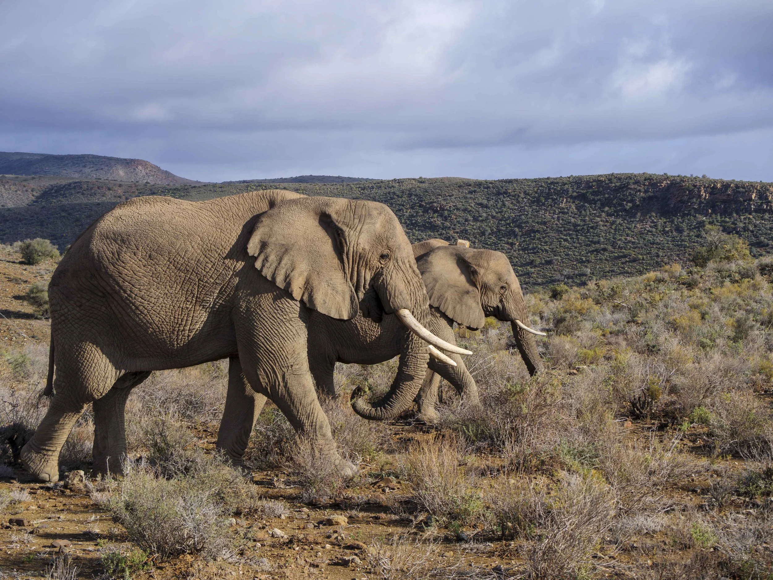 safari hotel | south africa hotel | adventure | Eco travel | eco hotel | landscape hotel | nature hotel | nature destination | room and wild | luxury hotel | conservation | Sanbona Wildlife Reserve