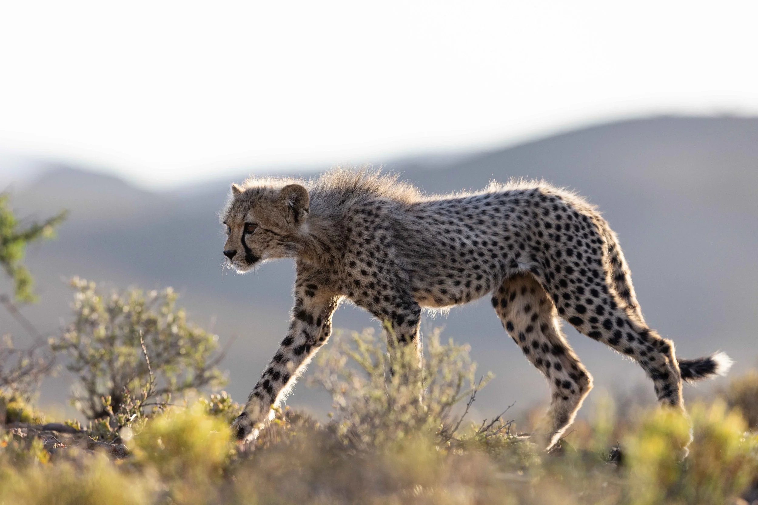 safari hotel | south africa hotel | adventure | Eco travel | eco hotel | landscape hotel | nature hotel | nature destination | room and wild | luxury hotel | conservation | Sanbona Wildlife Reserve