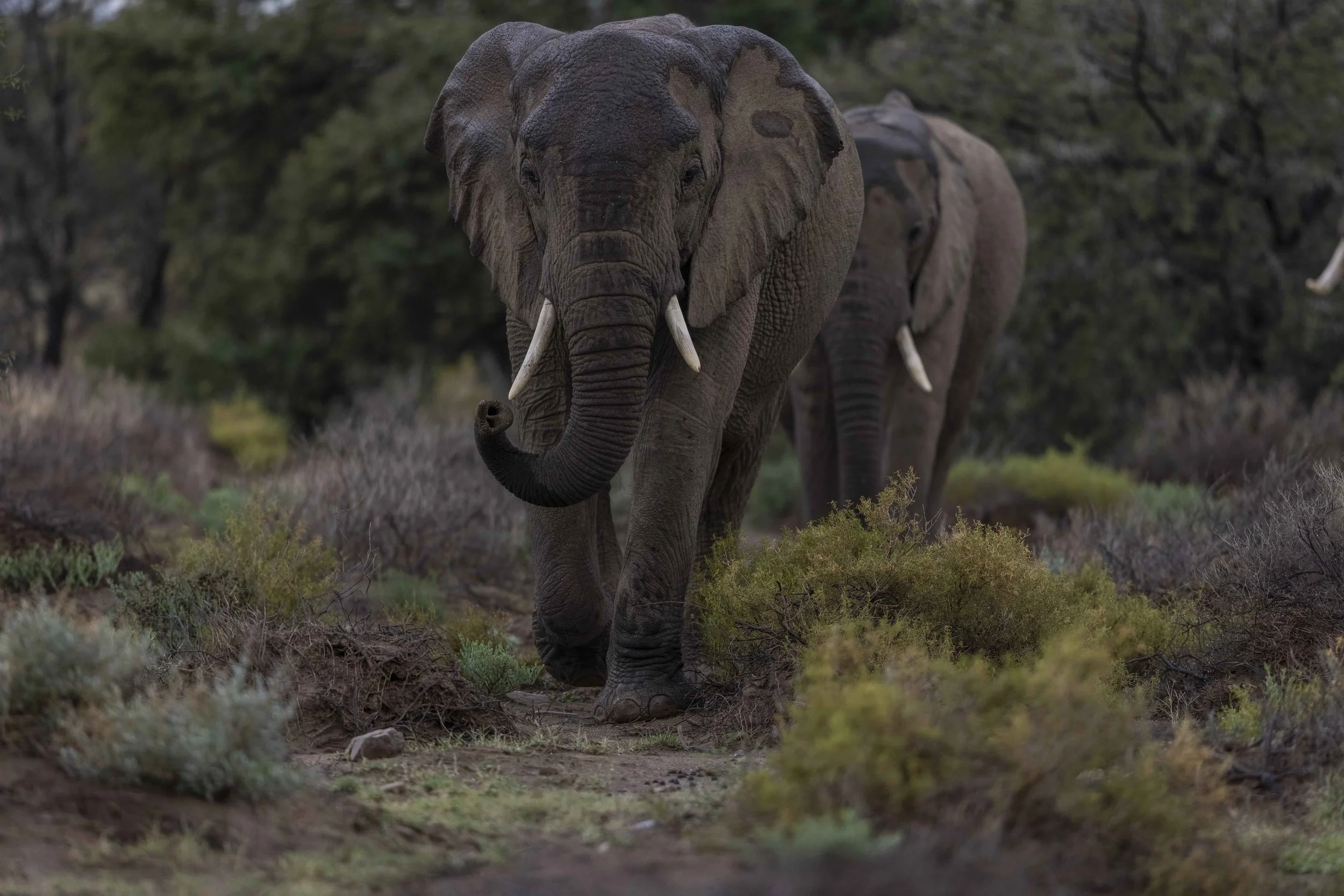 safari hotel | south africa hotel | adventure | Eco travel | eco hotel | landscape hotel | nature hotel | nature destination | room and wild | luxury hotel | conservation | Sanbona Wildlife Reserve
