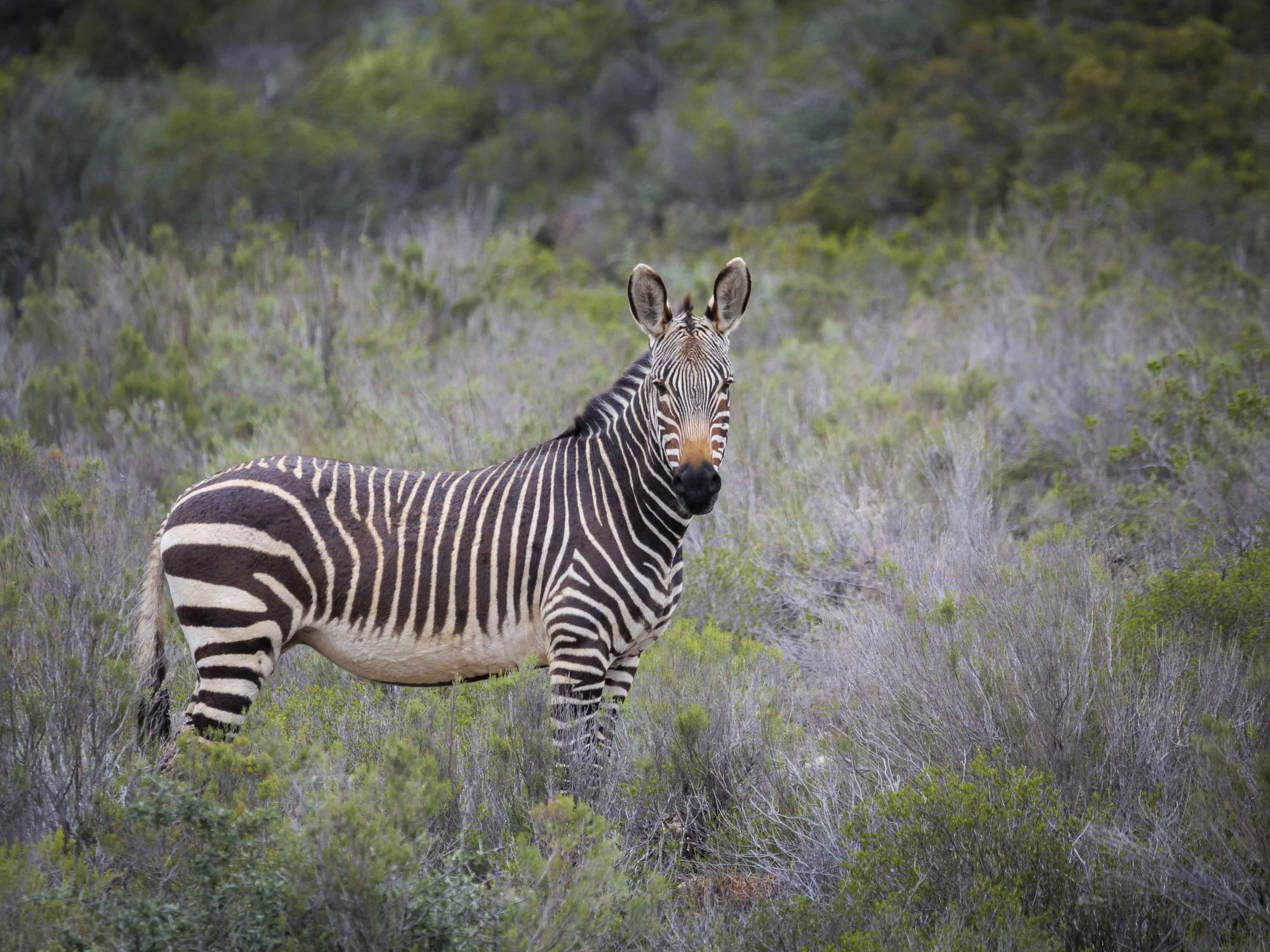 safari hotel | south africa hotel | adventure | Eco travel | eco hotel | landscape hotel | nature hotel | nature destination | room and wild | luxury hotel | conservation | Sanbona Wildlife Reserve