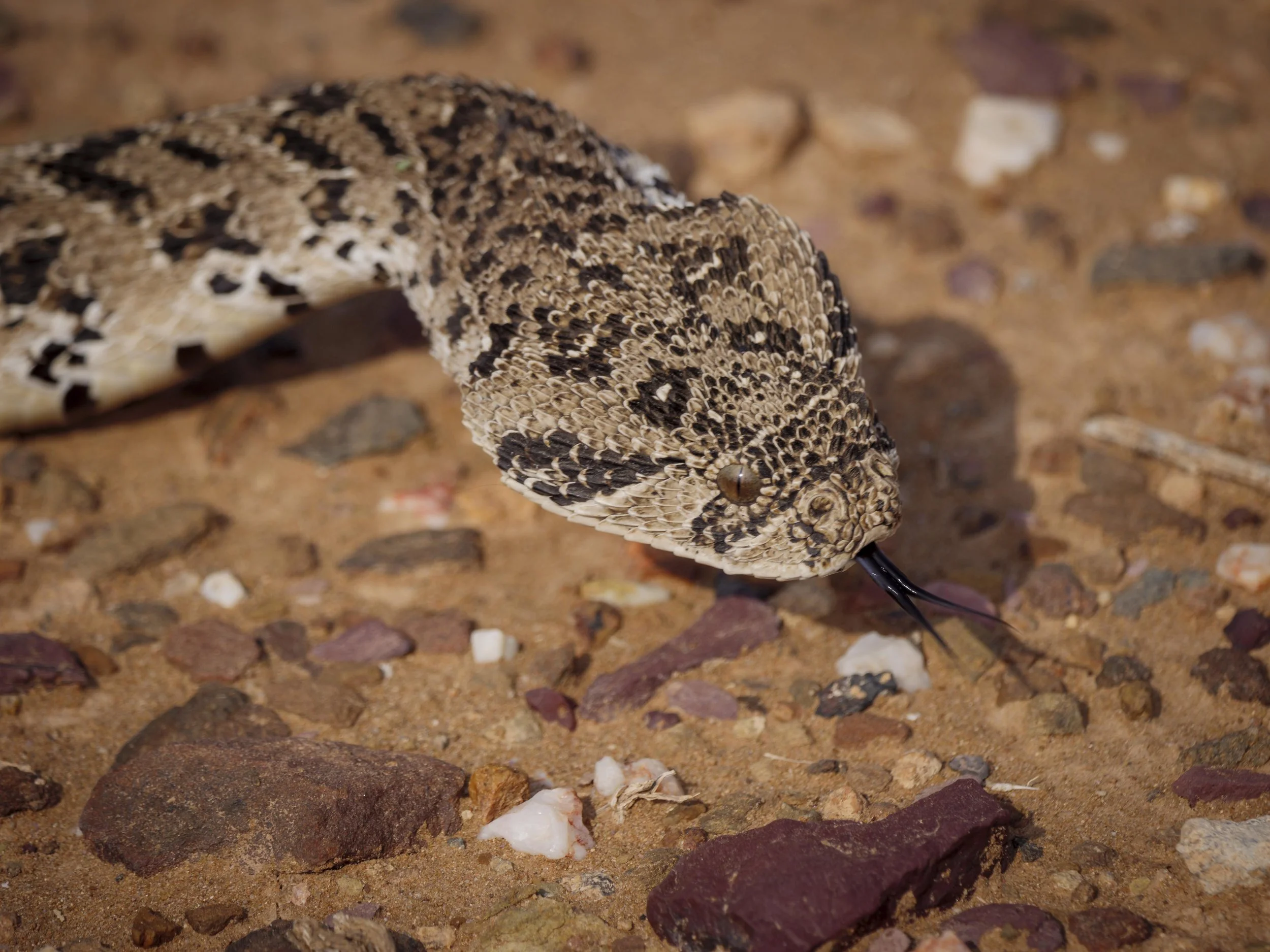 safari hotel | south africa hotel | adventure | Eco travel | eco hotel | landscape hotel | nature hotel | nature destination | room and wild | luxury hotel | conservation | Sanbona Wildlife Reserve